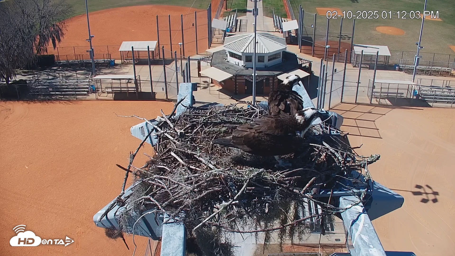 Snapshot of University of Florida Osprey Live Webcam taken Feb 10, 2025, 1:12pm EST