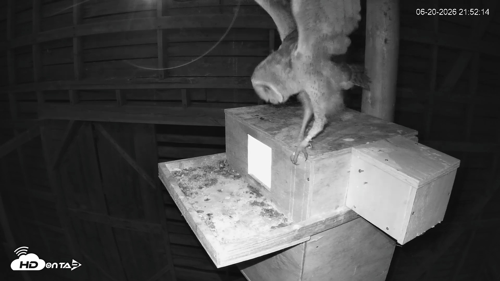 Snapshot of North Carolina Barn Owls Live Cam taken Jun 20, 2026, 9:53pm EDT