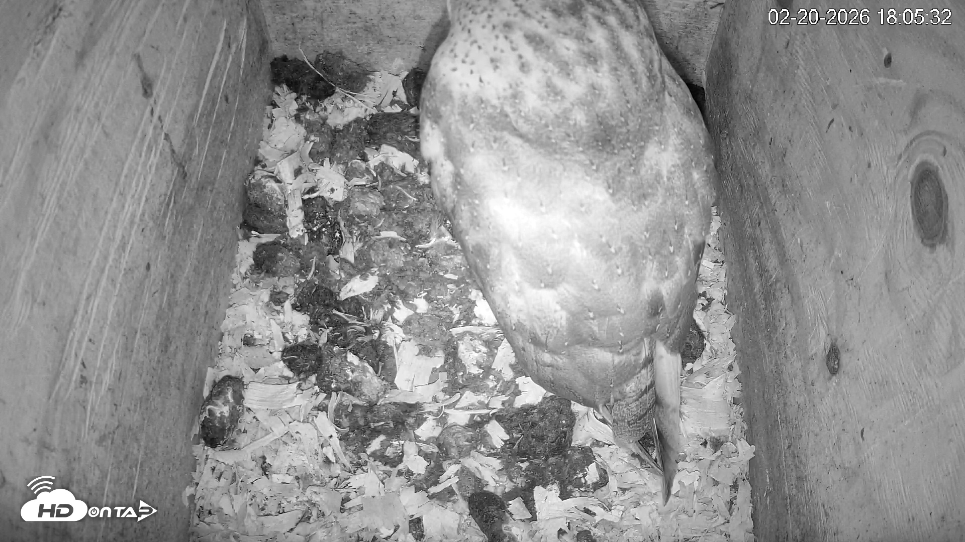 Snapshot of North Carolina Barn Owls Live Cam taken Feb 20, 2026, 6:06pm EST