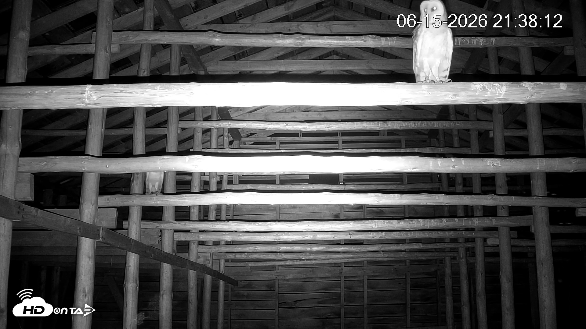 Snapshot of North Carolina Barn Owls Live Cam taken Jun 15, 2026, 9:39pm EDT