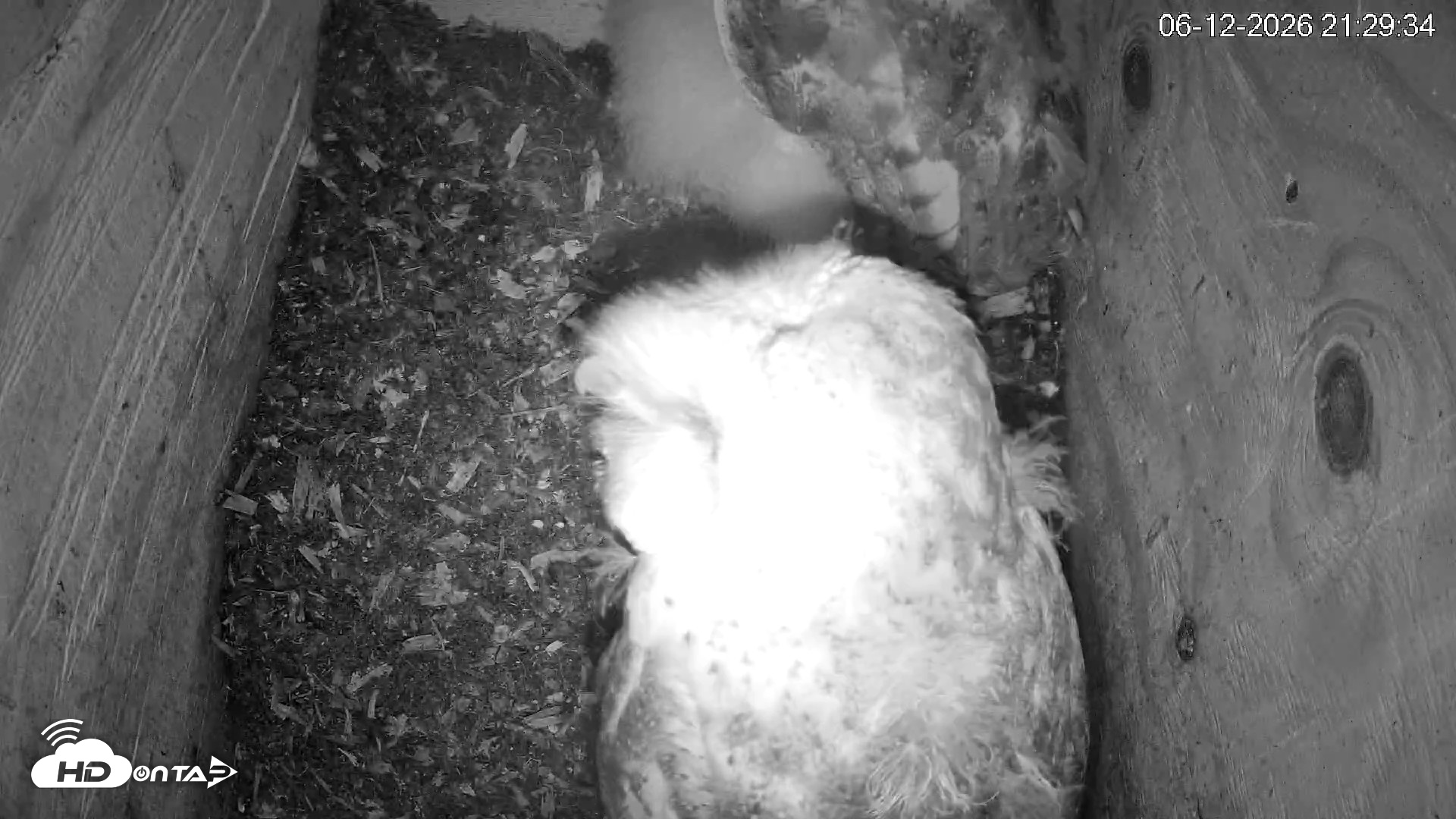 Snapshot of North Carolina Barn Owls Live Cam taken Jun 12, 2026, 9:30pm EDT