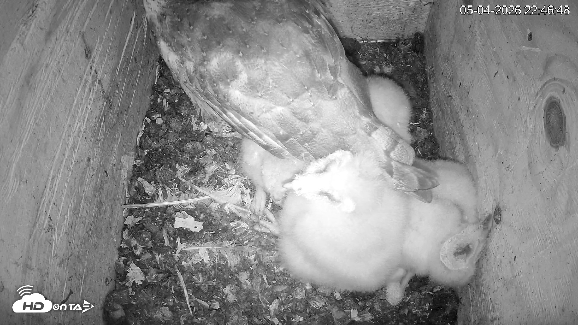 Snapshot of North Carolina Barn Owls Live Cam taken May 4, 2026, 10:48pm EDT