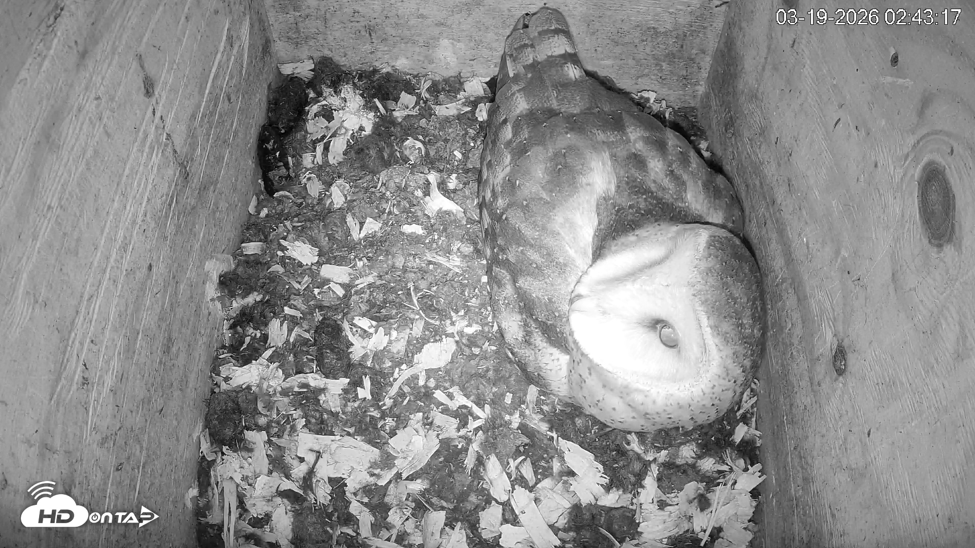 Snapshot of North Carolina Barn Owls Live Cam taken Mar 19, 2026, 2:44am EDT