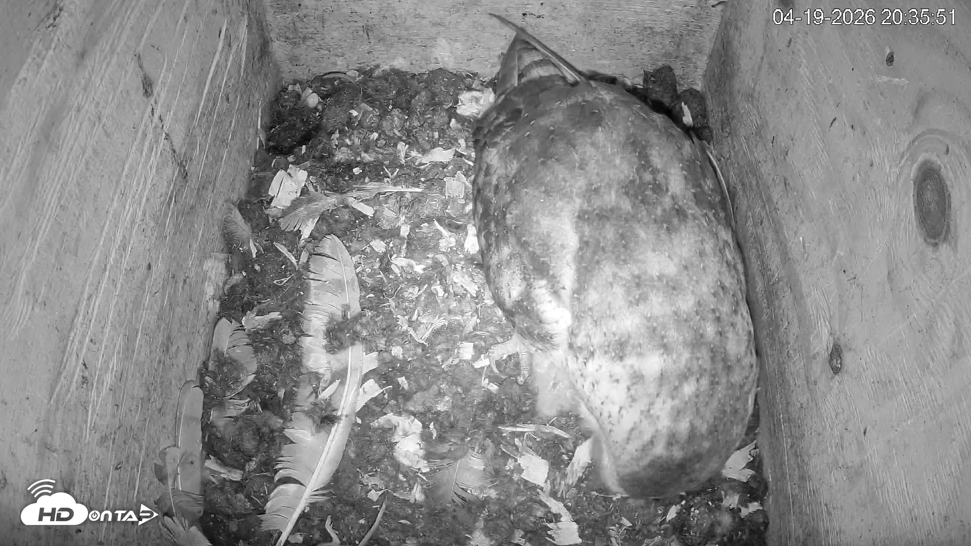 Snapshot of North Carolina Barn Owls Live Cam taken Apr 19, 2026, 8:36pm EDT