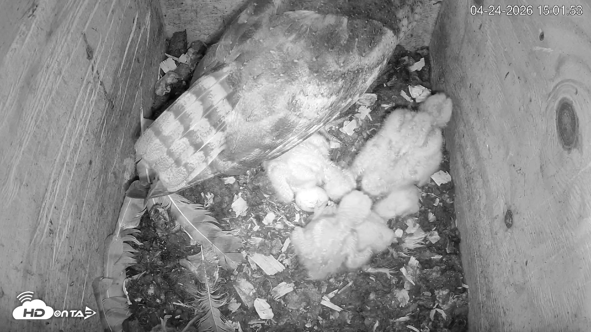 Snapshot of North Carolina Barn Owls Live Cam taken Apr 24, 2026, 3:02pm EDT