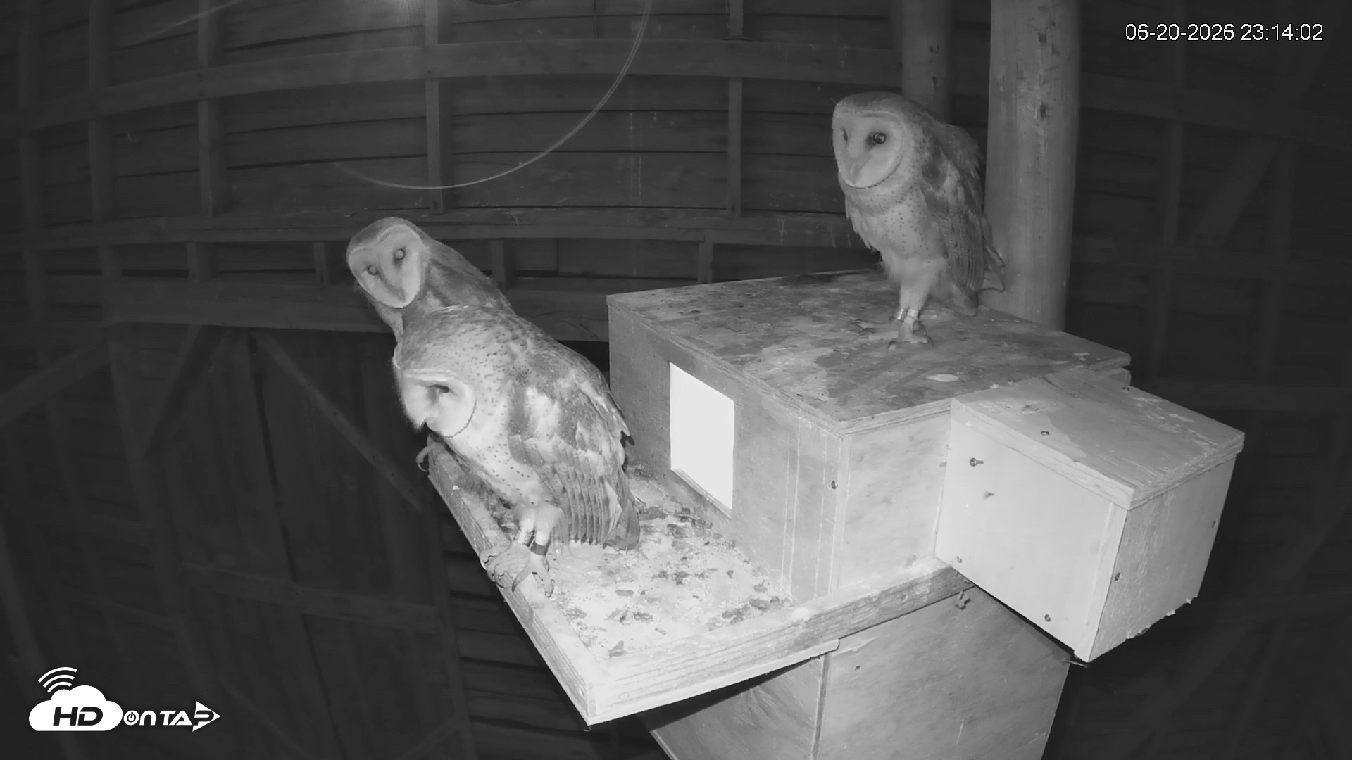 Snapshot of North Carolina Barn Owls Live Cam taken Jun 20, 2026, 11:14pm EDT