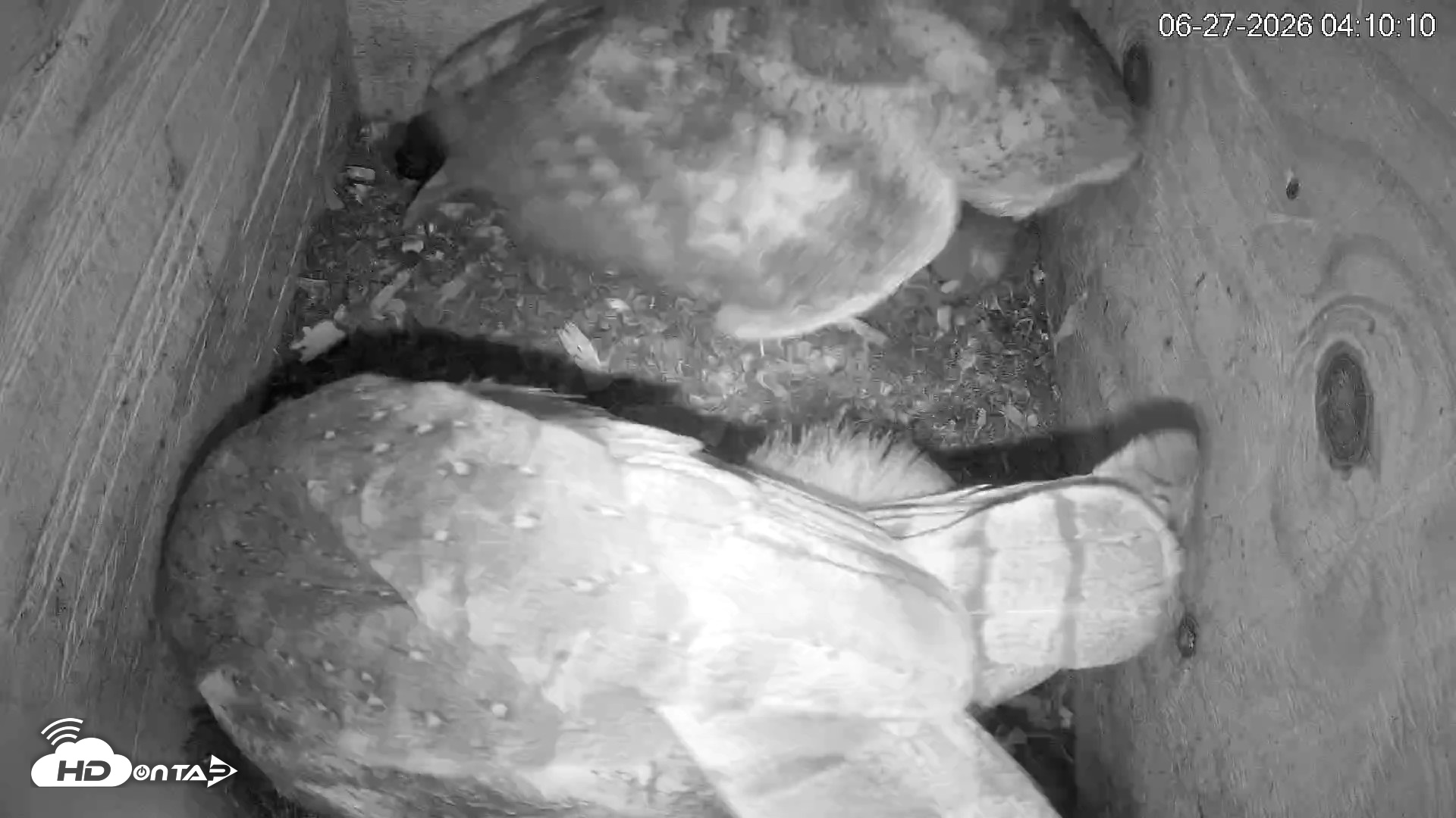 Snapshot of North Carolina Barn Owls Live Cam taken Jun 27, 2026, 4:11am EDT