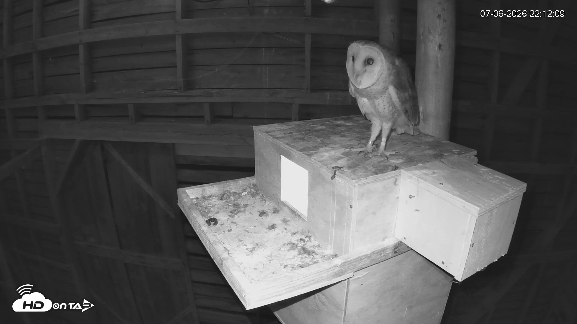 Snapshot of North Carolina Barn Owls Live Cam taken Jul 6, 2026, 10:12pm EDT