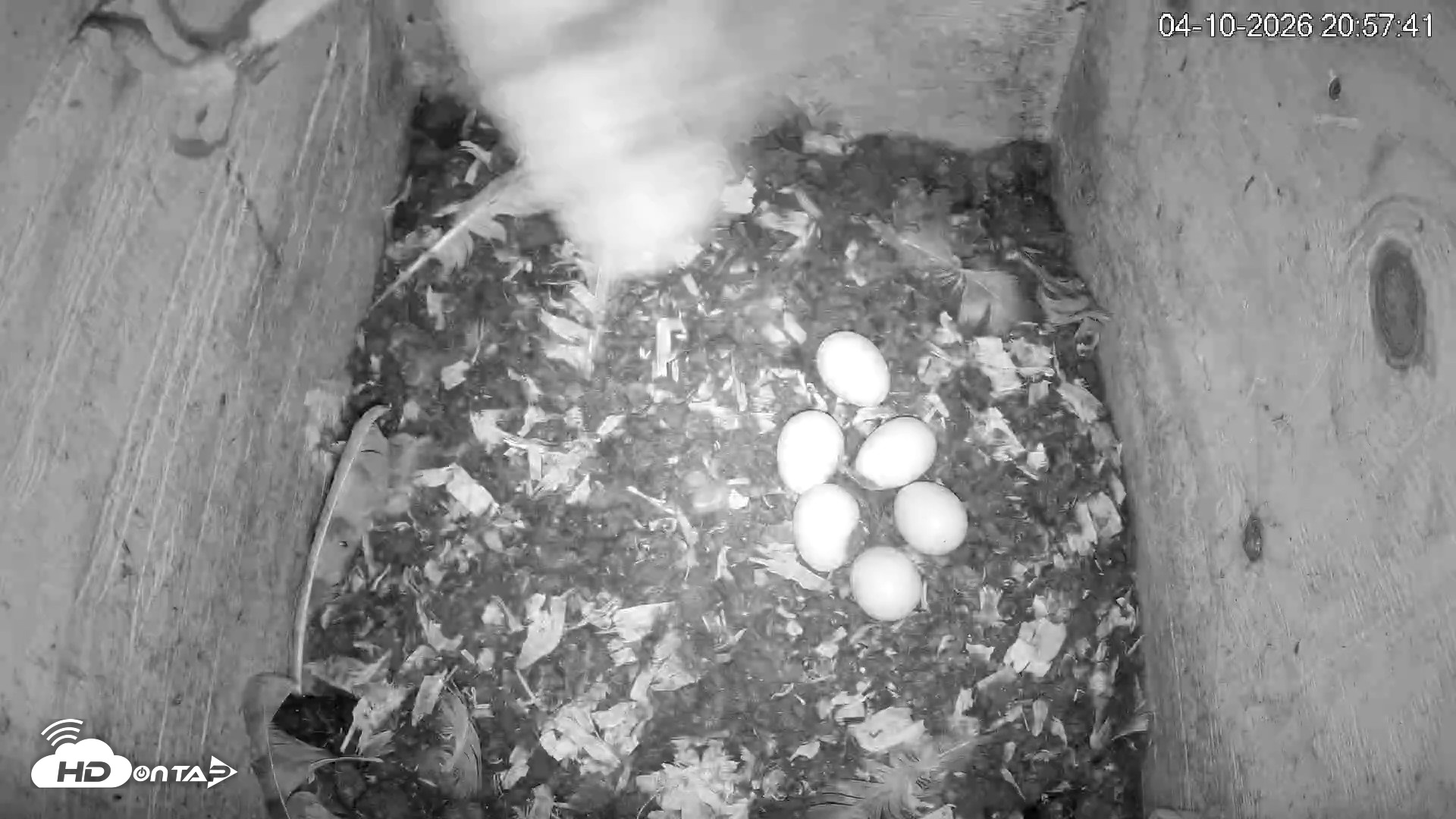Snapshot of North Carolina Barn Owls Live Cam taken Apr 10, 2026, 8:58pm EDT