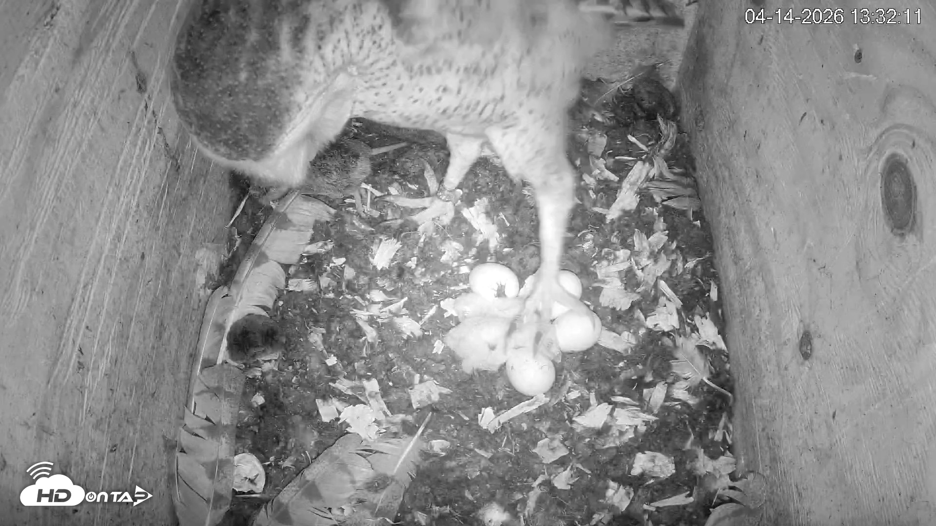 Snapshot of North Carolina Barn Owls Live Cam taken Apr 14, 2026, 1:33pm EDT