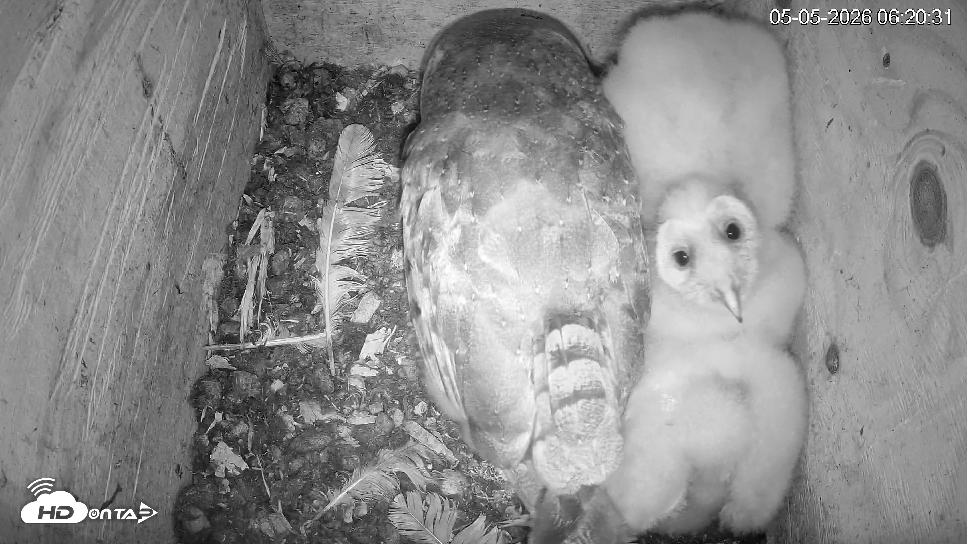 Snapshot of North Carolina Barn Owls Live Cam taken May 5, 2026, 6:21am EDT