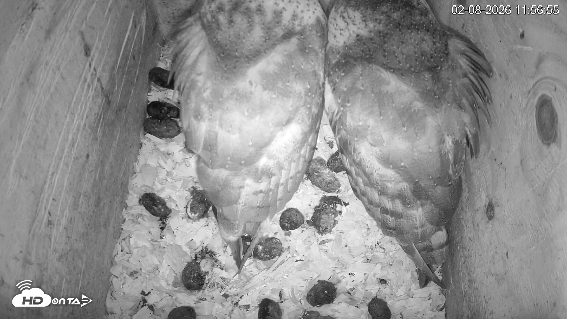 Snapshot of North Carolina Barn Owls Live Cam taken Feb 8, 2026, 11:57am EST