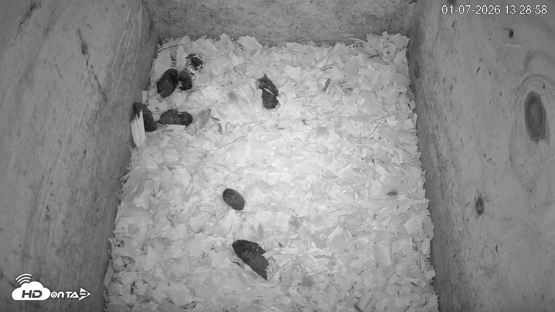 Snapshot of North Carolina Barn Owls Live Cam taken Jan 7, 2026, 1:29pm EST