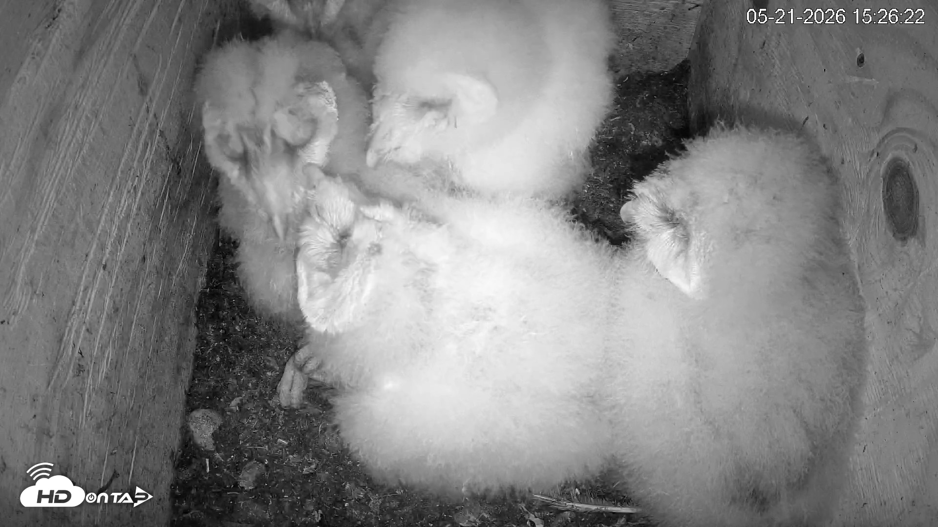 Snapshot of North Carolina Barn Owls Live Cam taken May 21, 2026, 3:27pm EDT