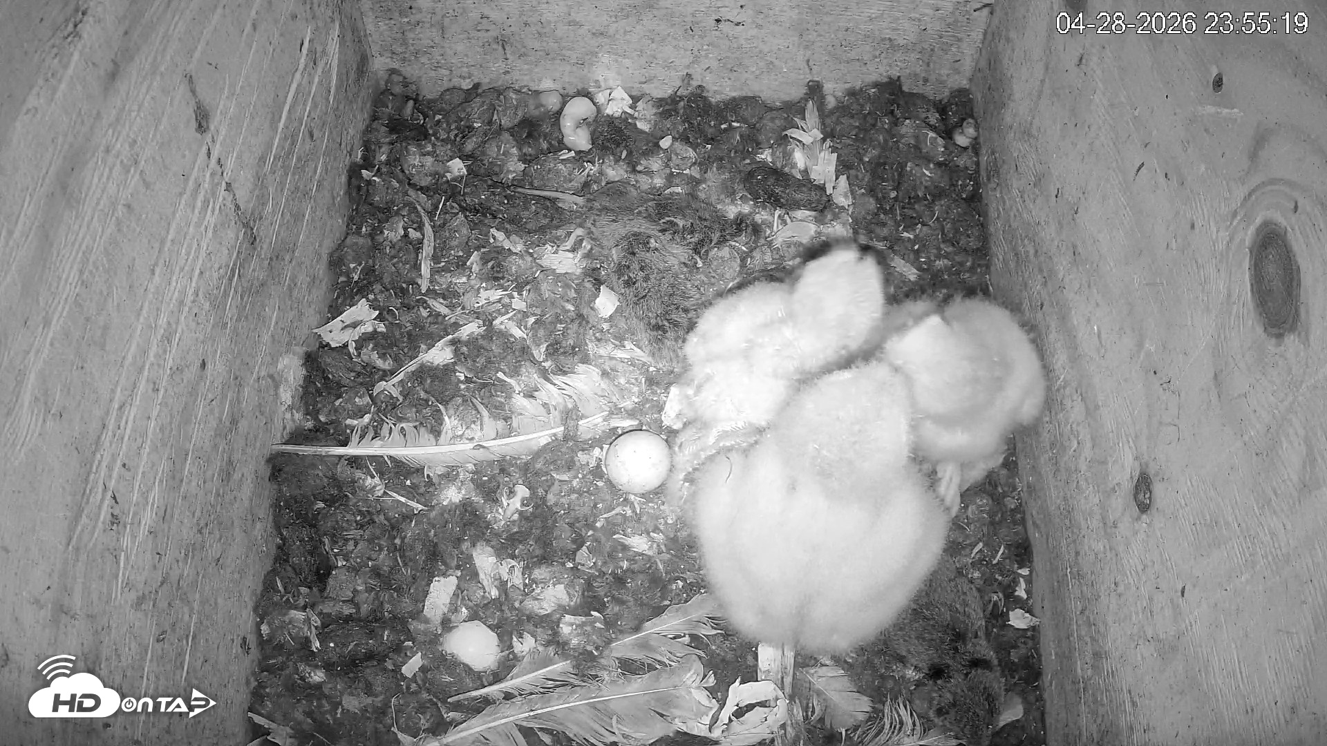 Snapshot of North Carolina Barn Owls Live Cam taken Apr 28, 2026, 11:55pm EDT
