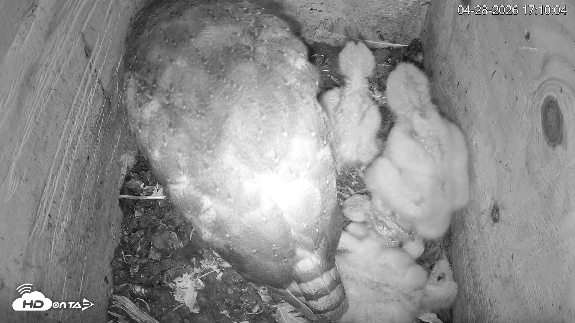Snapshot of North Carolina Barn Owls Live Cam taken Apr 28, 2026, 5:10pm EDT