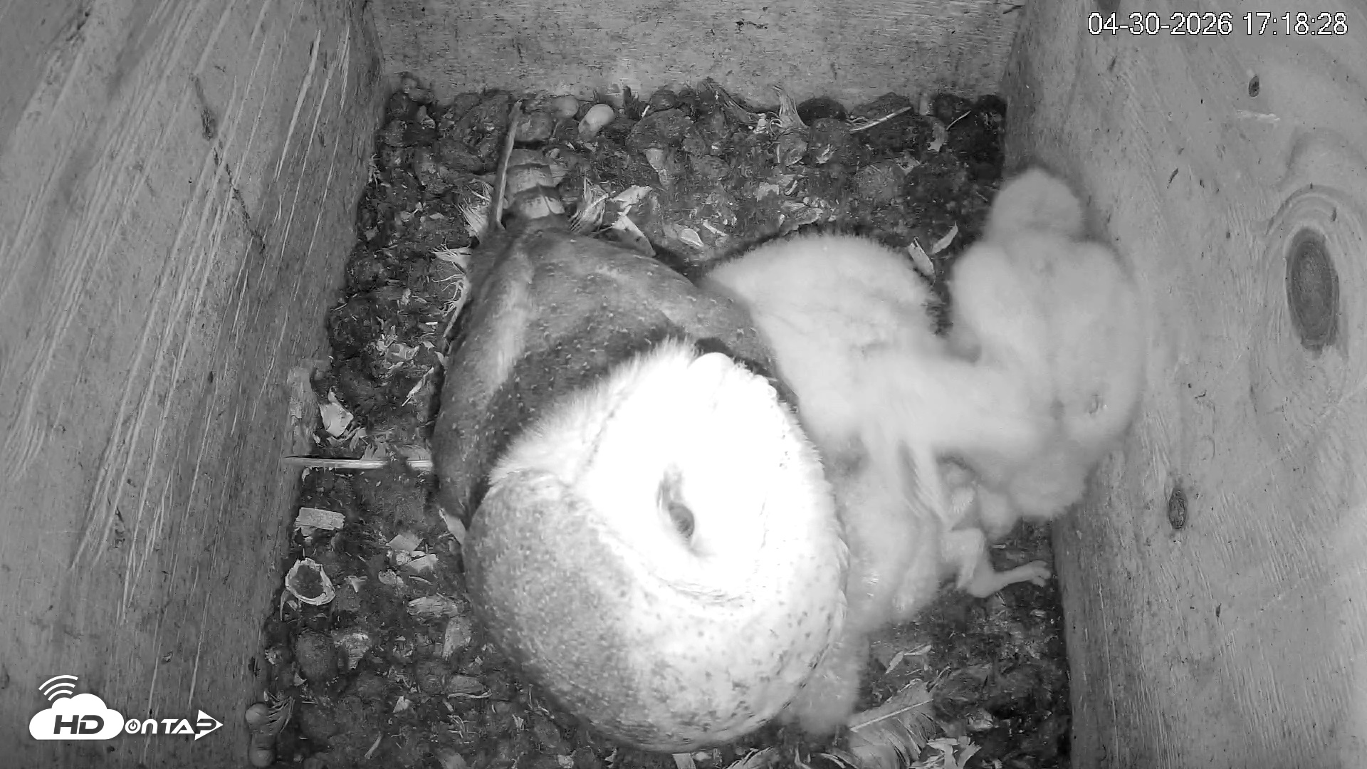Snapshot of North Carolina Barn Owls Live Cam taken Apr 30, 2026, 5:19pm EDT