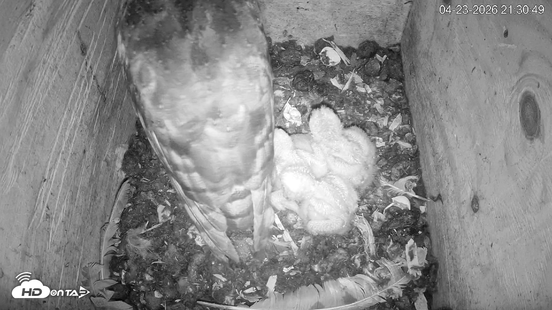 Snapshot of North Carolina Barn Owls Live Cam taken Apr 23, 2026, 9:32pm EDT