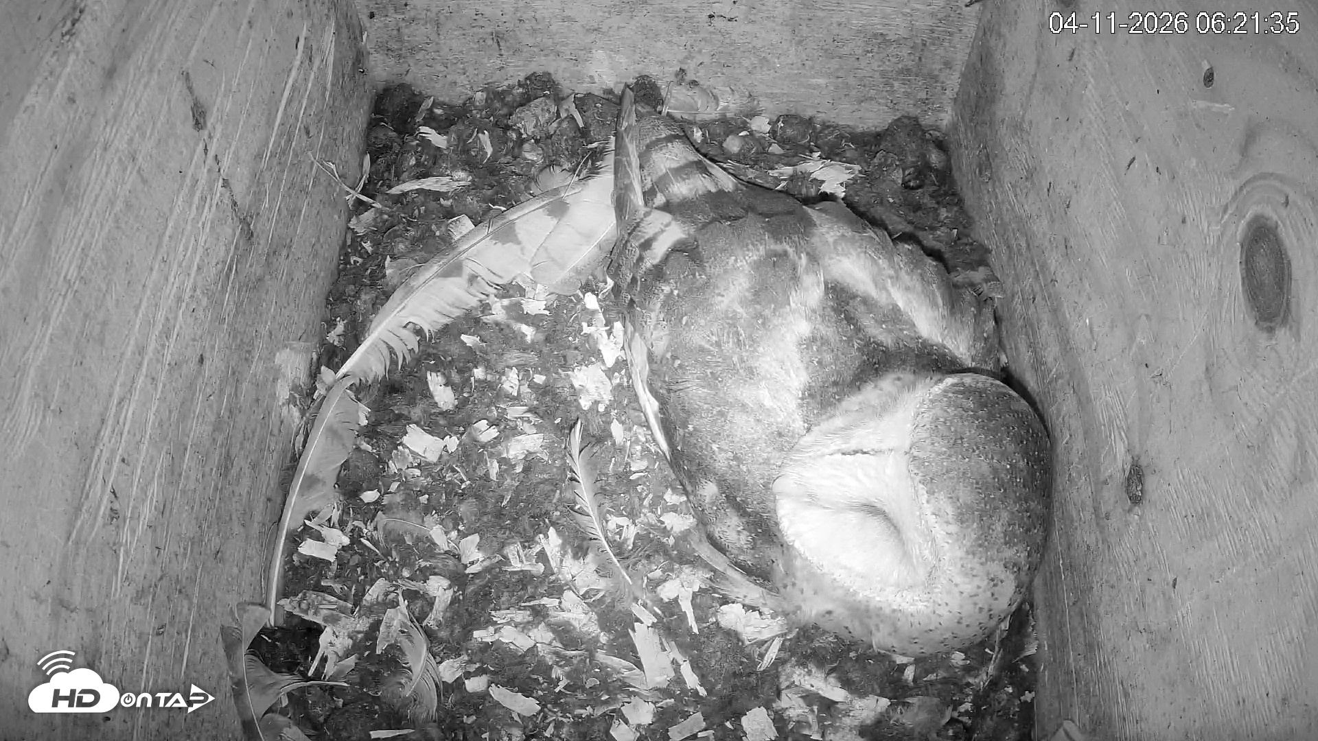 Snapshot of North Carolina Barn Owls Live Cam taken Apr 11, 2026, 6:22am EDT