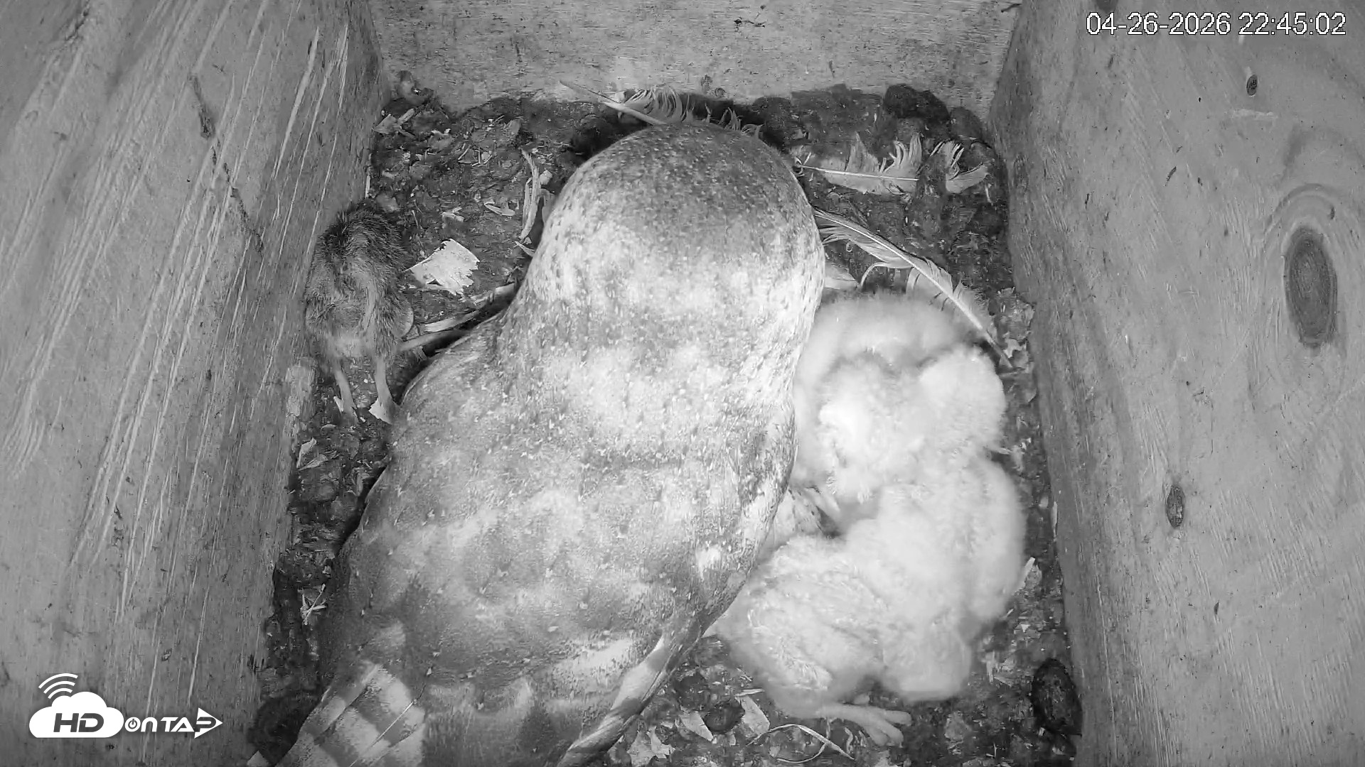 Snapshot of North Carolina Barn Owls Live Cam taken Apr 26, 2026, 10:45pm EDT