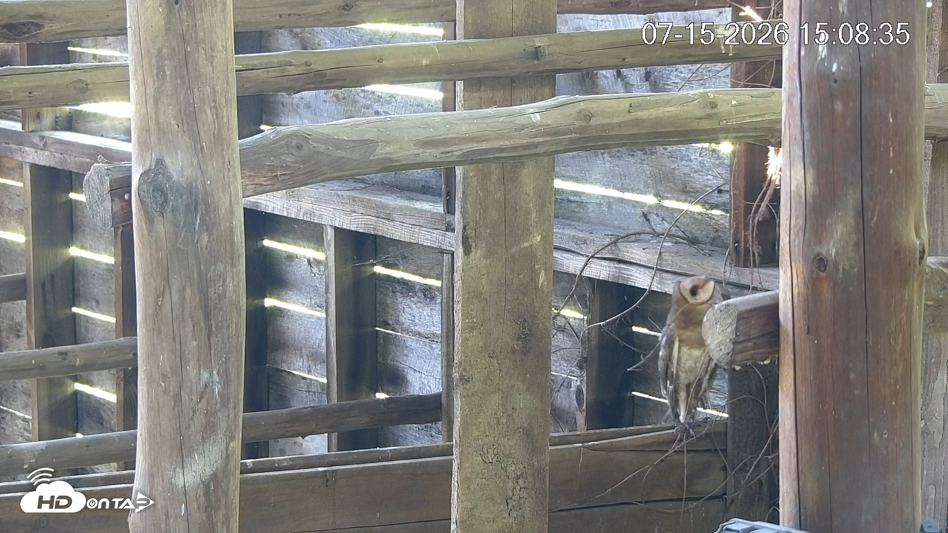 Snapshot of North Carolina Barn Owls Live Cam taken Jul 15, 2026, 3:09pm EDT