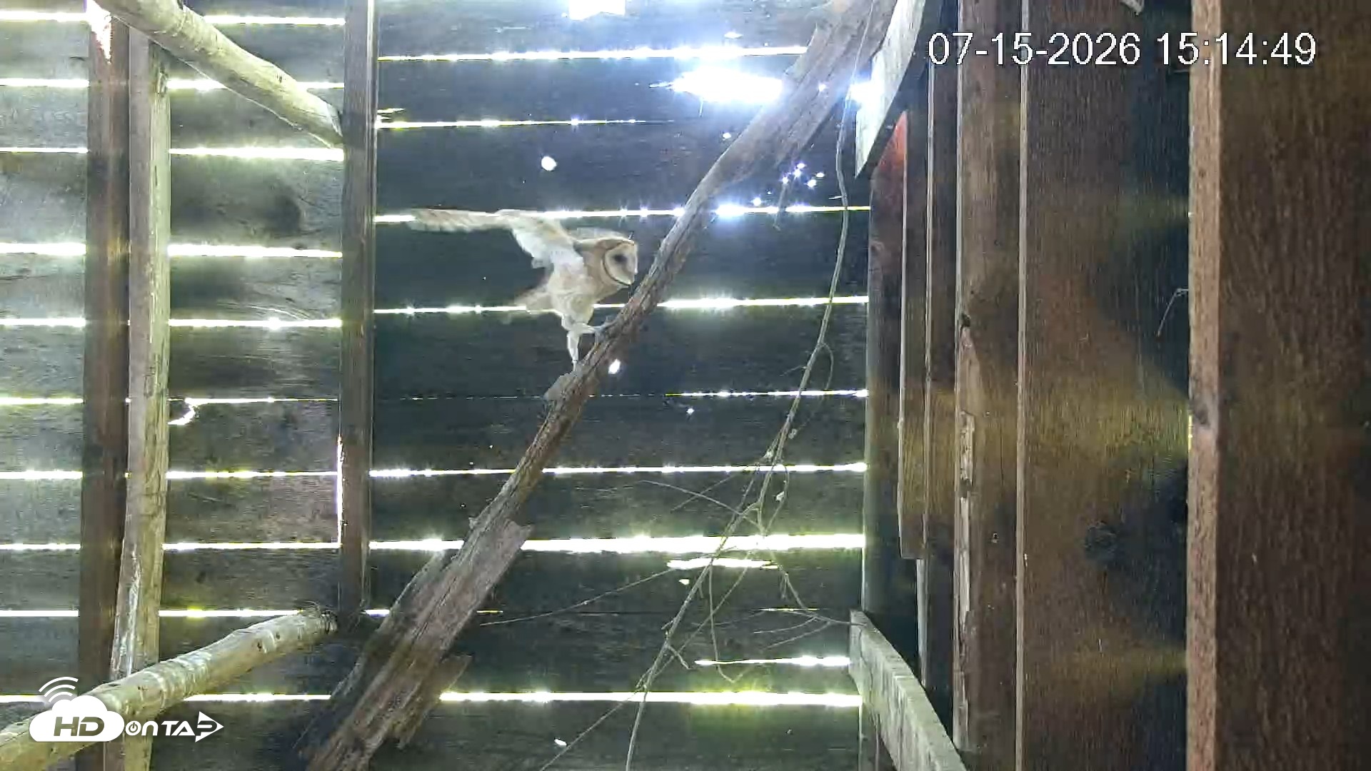 Snapshot of North Carolina Barn Owls Live Cam taken Jul 15, 2026, 3:15pm EDT