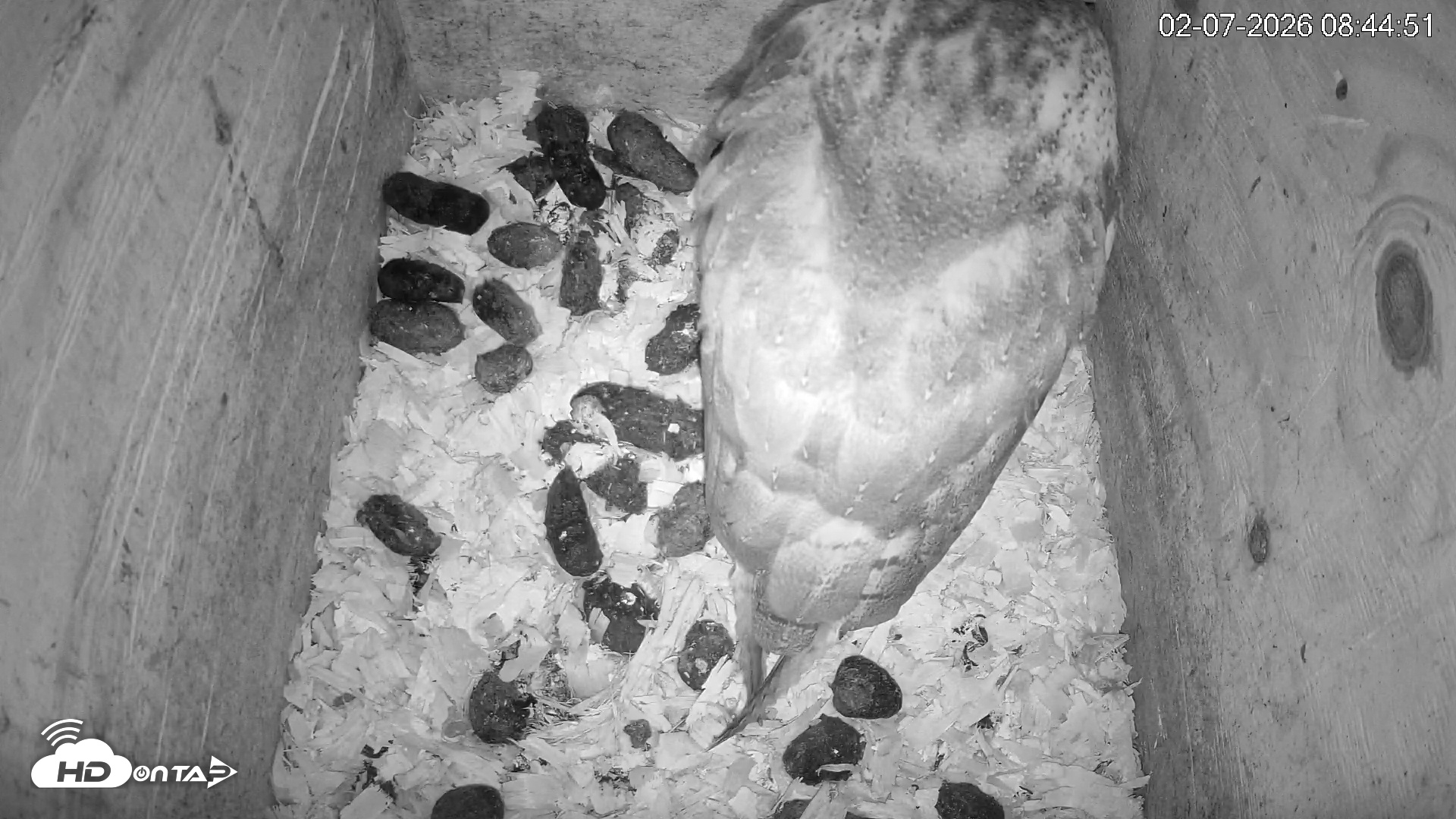 Snapshot of North Carolina Barn Owls Live Cam taken Feb 7, 2026, 8:45am EST