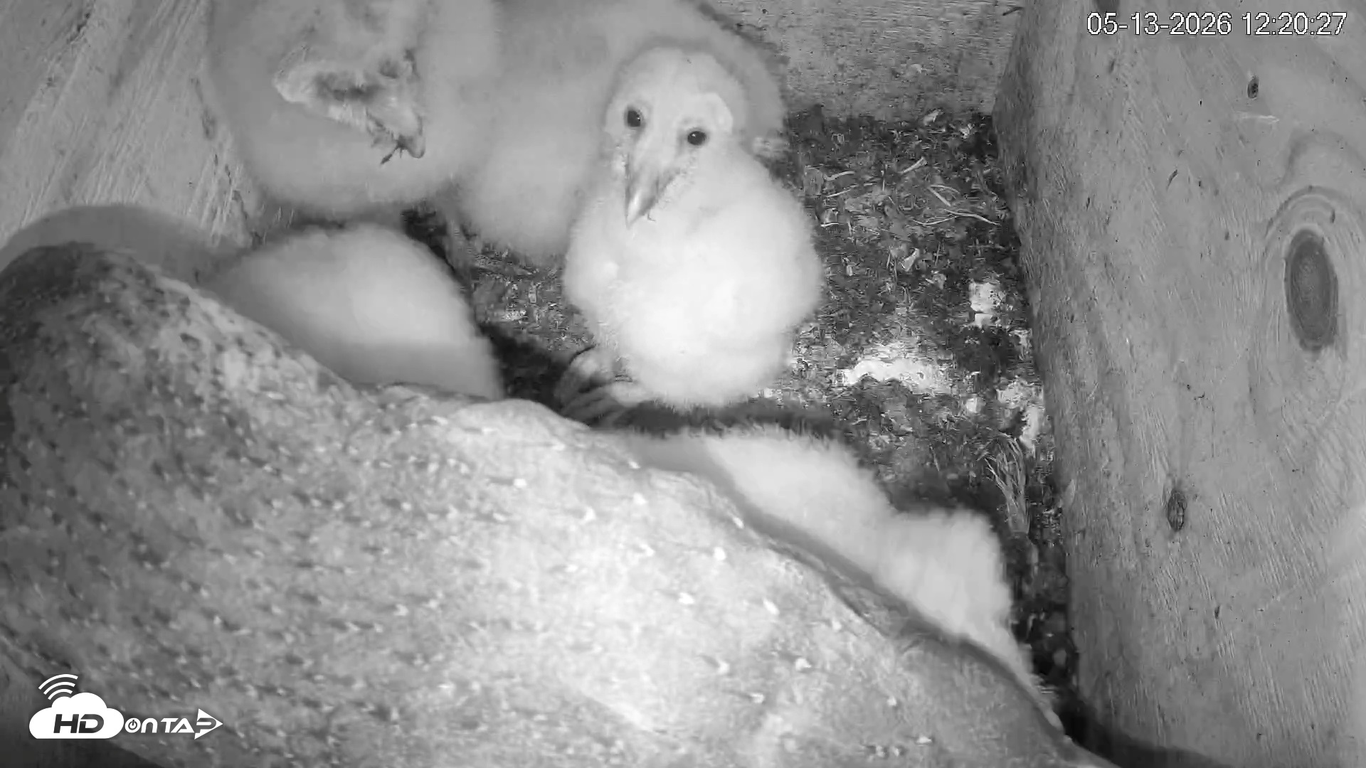 Snapshot of North Carolina Barn Owls Live Cam taken May 13, 2026, 12:21pm EDT