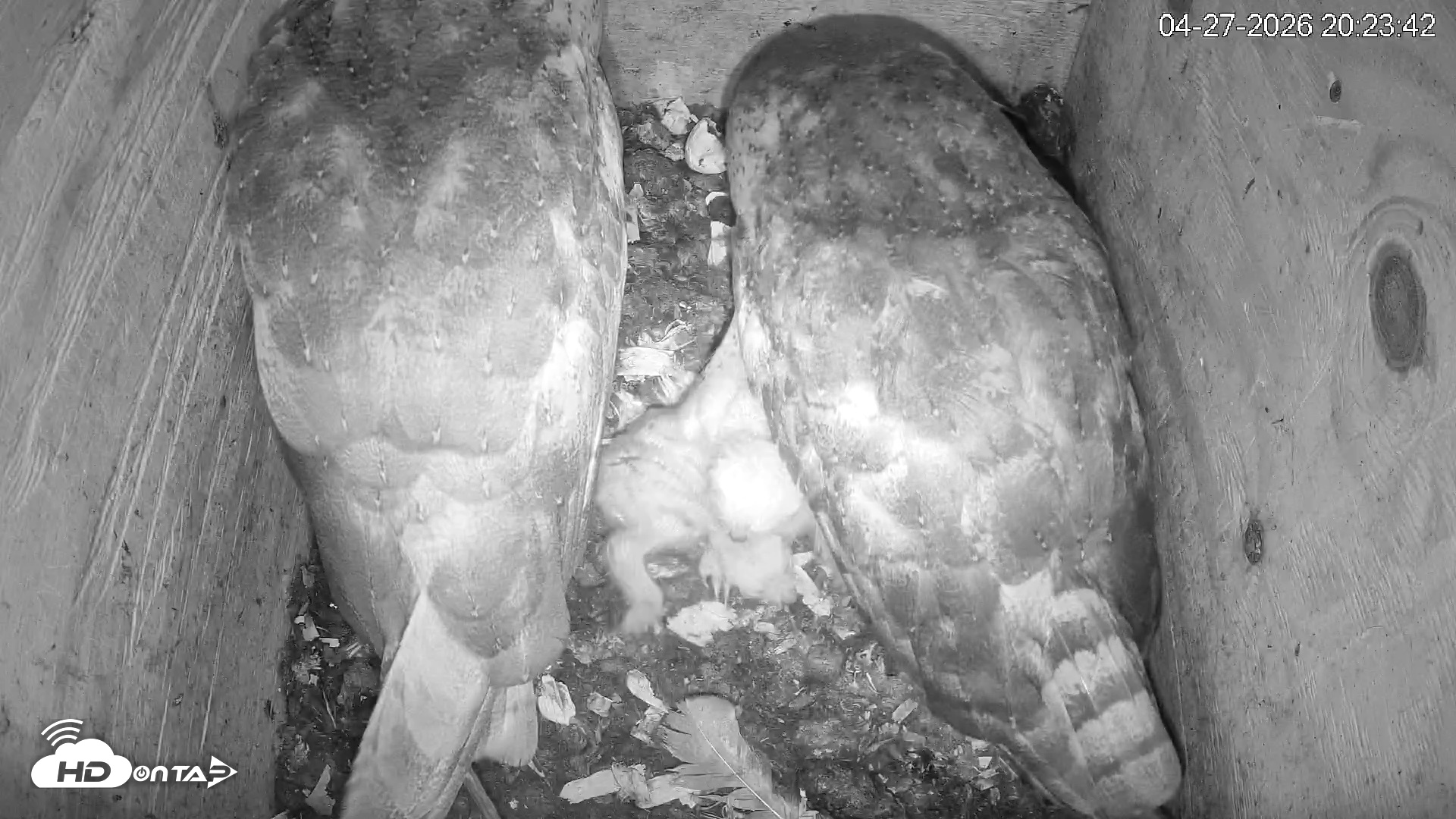 Snapshot of North Carolina Barn Owls Live Cam taken Apr 27, 2026, 8:24pm EDT