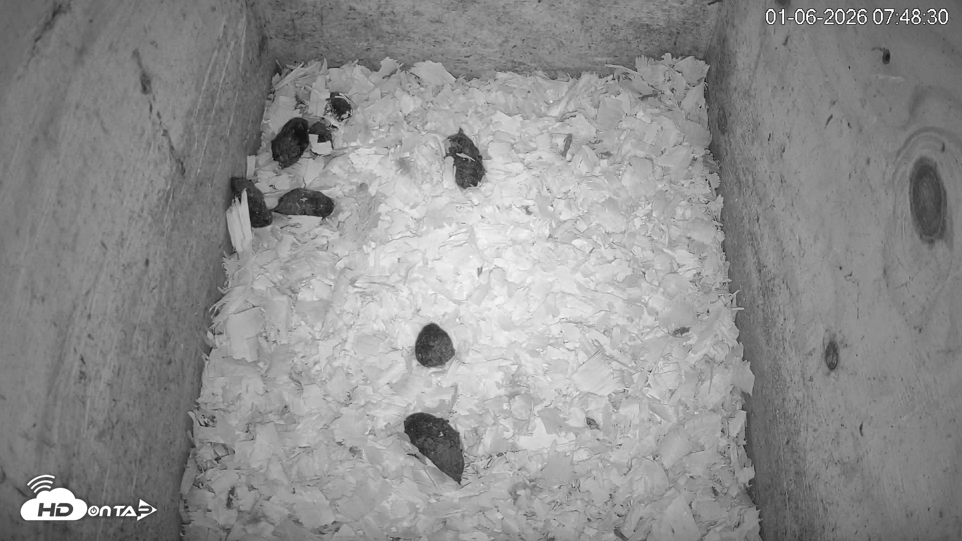 Snapshot of North Carolina Barn Owls Live Cam taken Jan 6, 2026, 7:49am EST