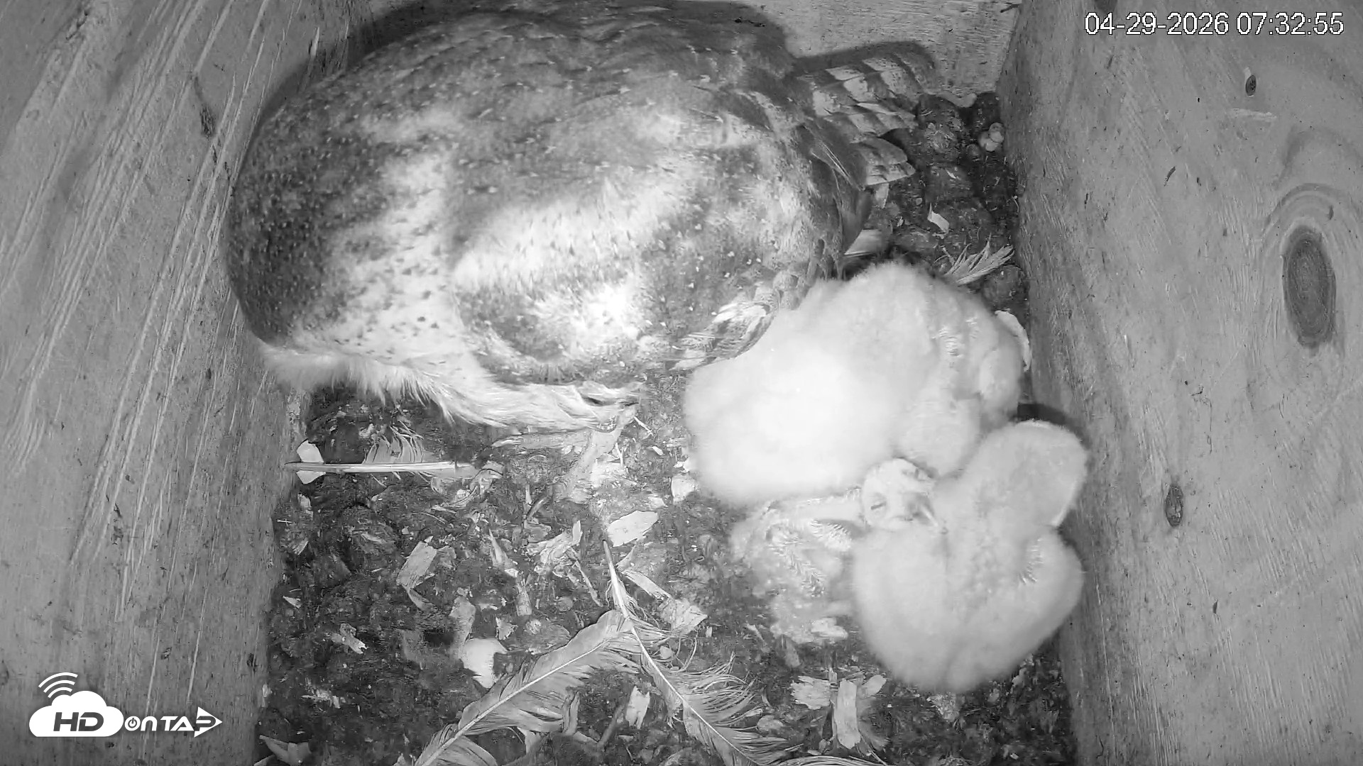 Snapshot of North Carolina Barn Owls Live Cam taken Apr 29, 2026, 7:38am EDT