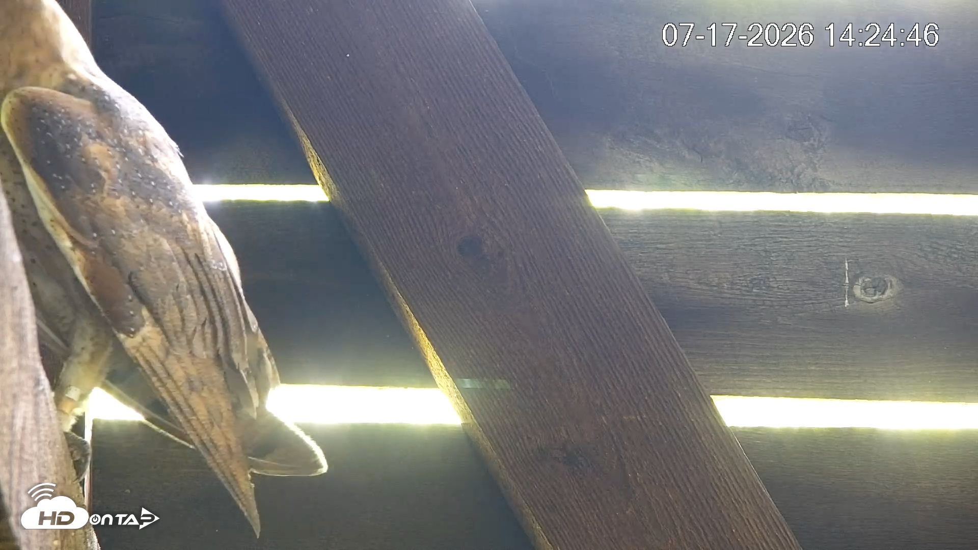 Snapshot of North Carolina Barn Owls Live Cam taken Jul 17, 2026, 2:25pm EDT