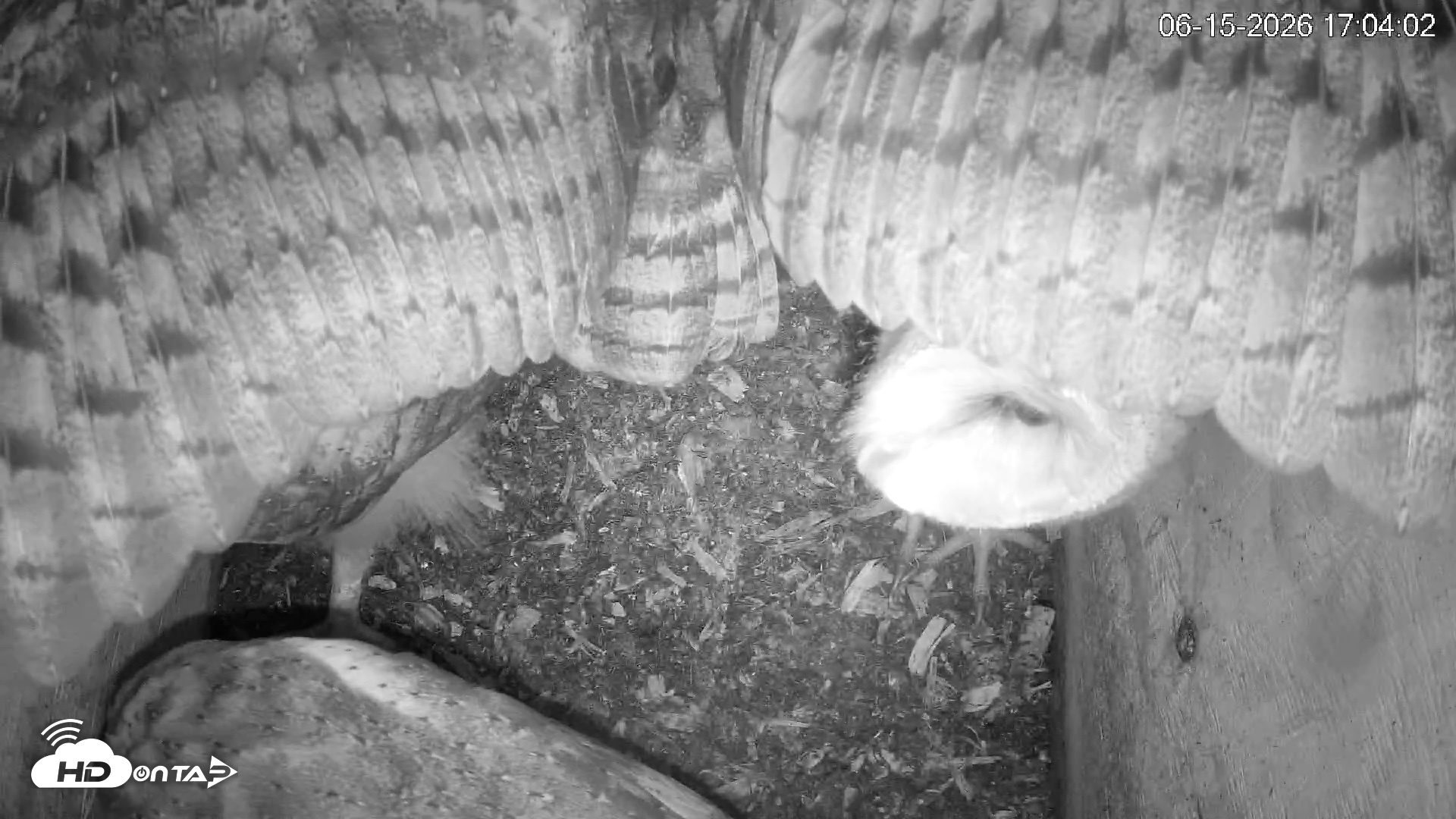 Snapshot of North Carolina Barn Owls Live Cam taken Jun 15, 2026, 5:04pm EDT