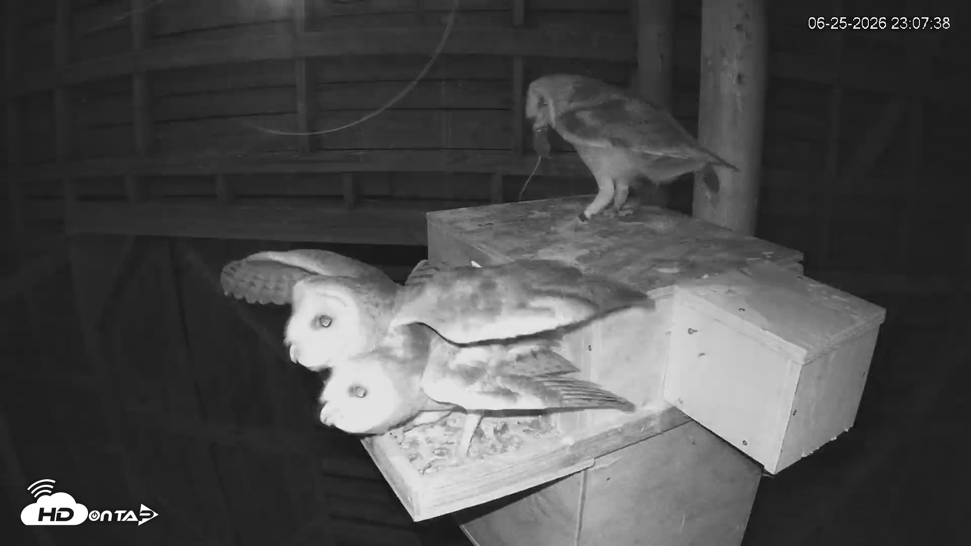 Snapshot of North Carolina Barn Owls Live Cam taken Jun 25, 2026, 11:10pm EDT