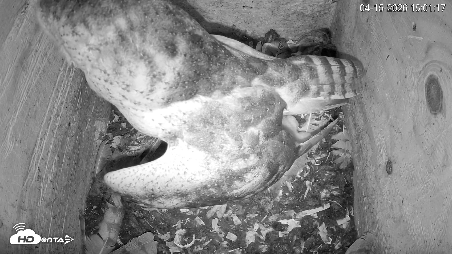 Snapshot of North Carolina Barn Owls Live Cam taken Apr 15, 2026, 3:02pm EDT