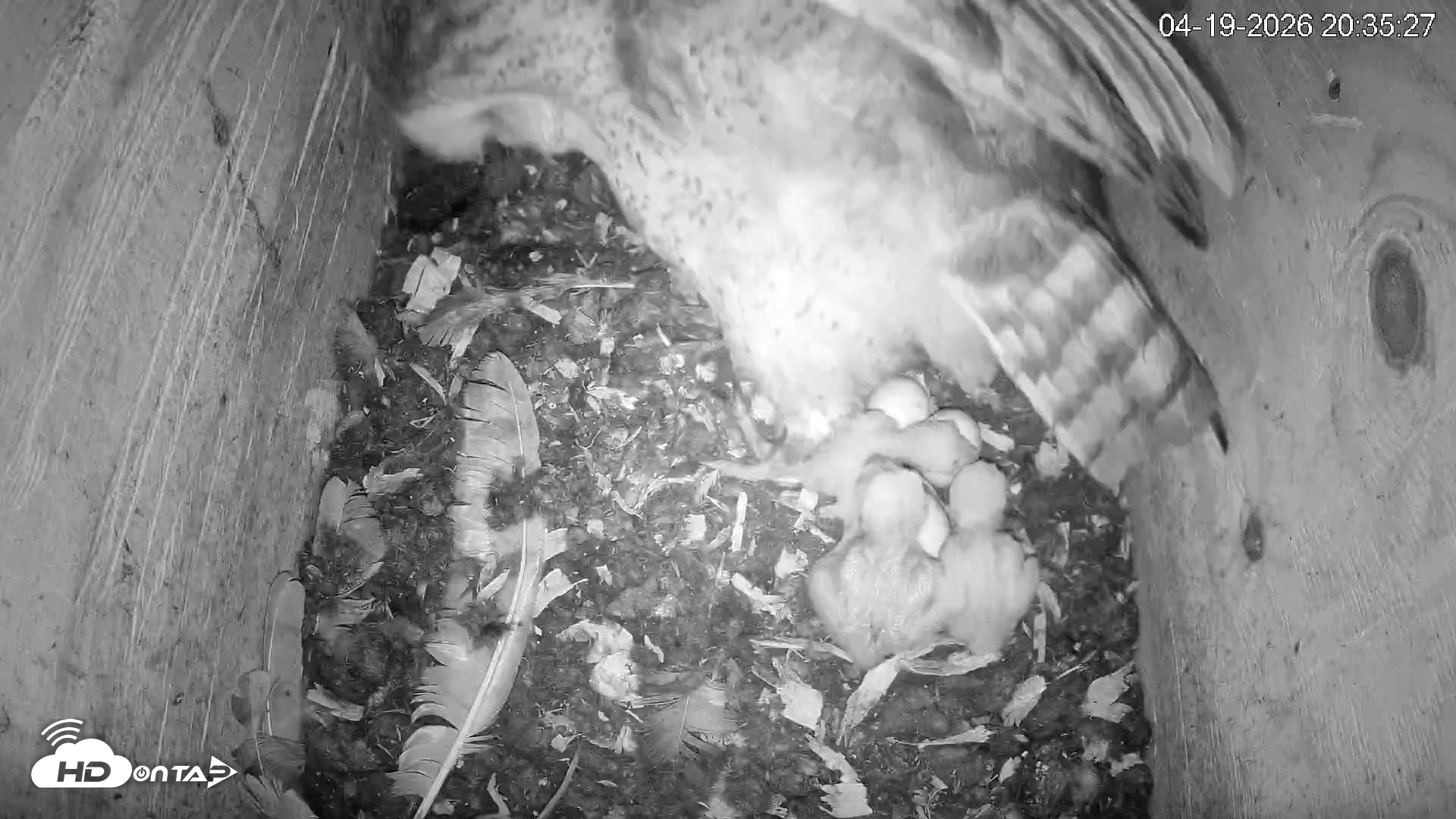 Snapshot of North Carolina Barn Owls Live Cam taken Apr 19, 2026, 8:36pm EDT