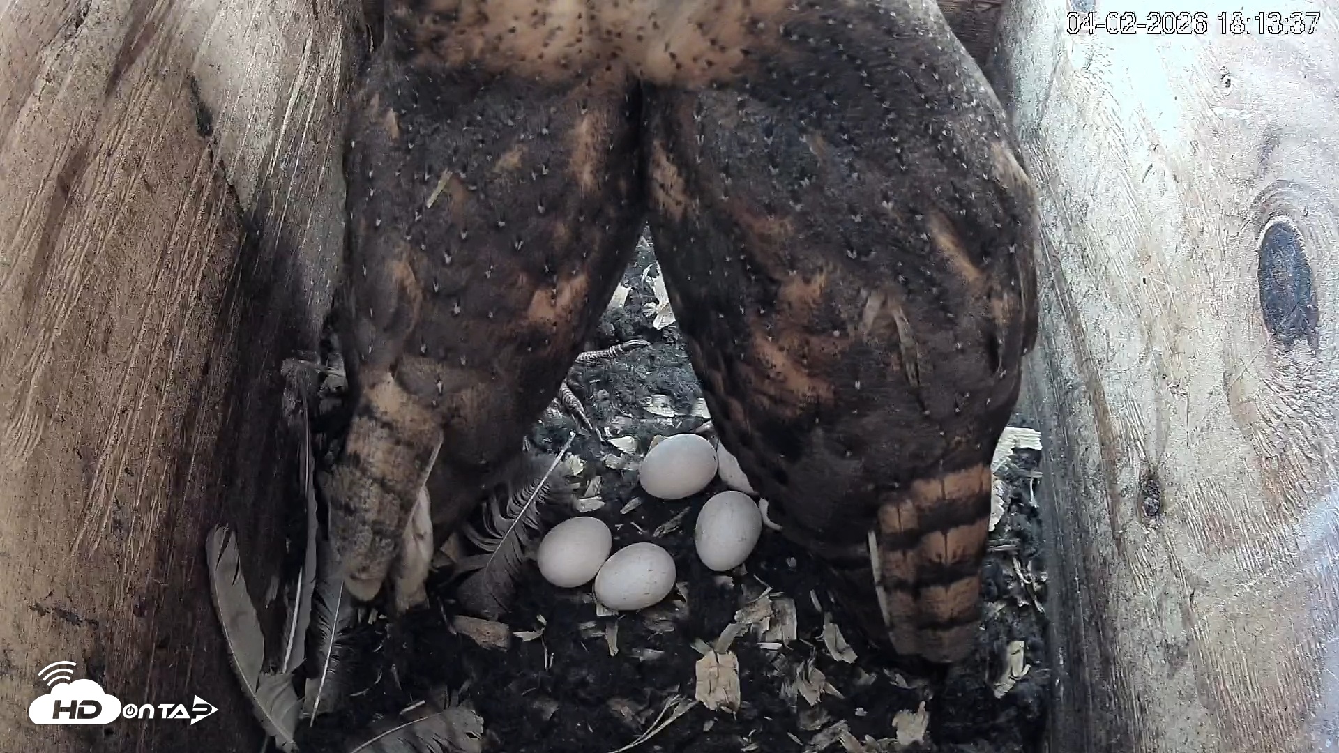 Snapshot of North Carolina Barn Owls Live Cam taken Apr 2, 2026, 6:14pm EDT