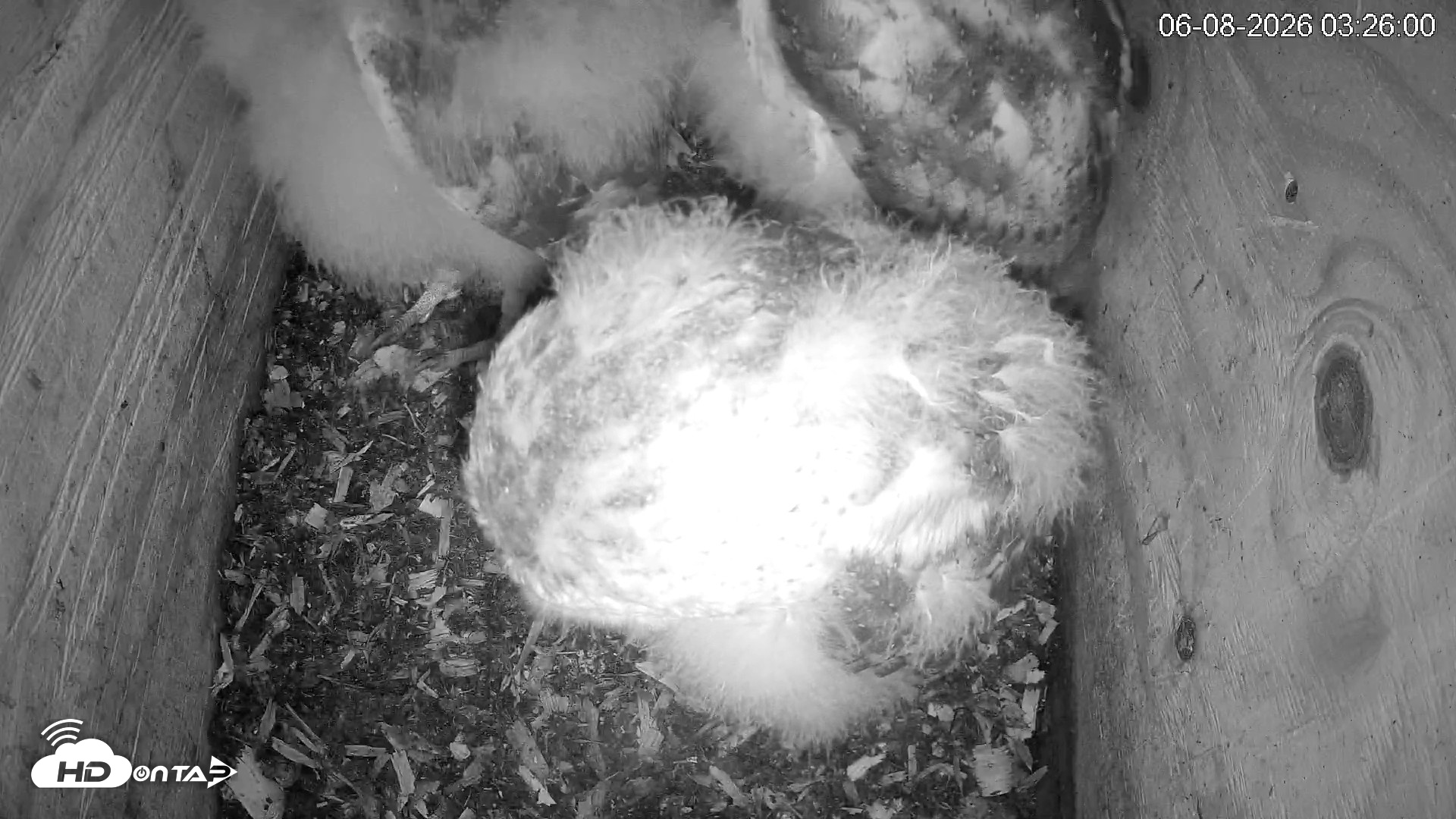 Snapshot of North Carolina Barn Owls Live Cam taken Jun 8, 2026, 3:27am EDT