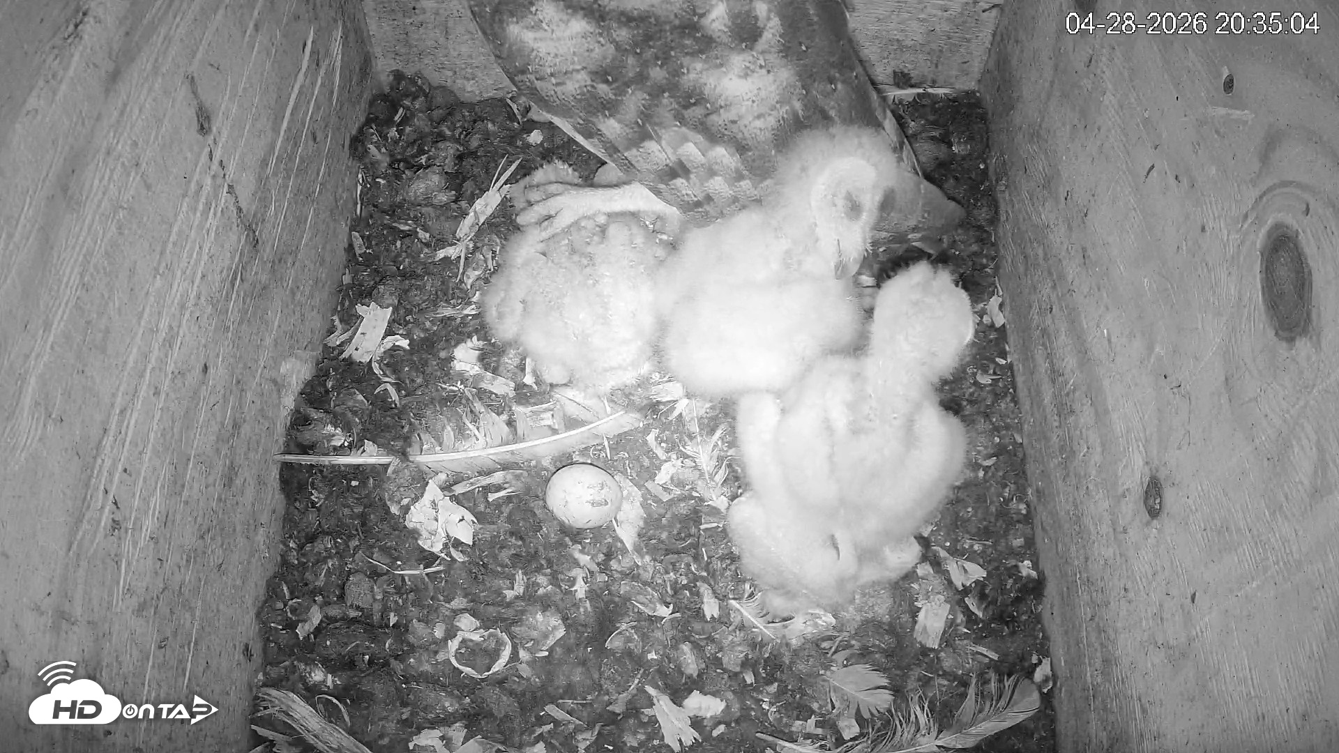 Snapshot of North Carolina Barn Owls Live Cam taken Apr 28, 2026, 8:35pm EDT