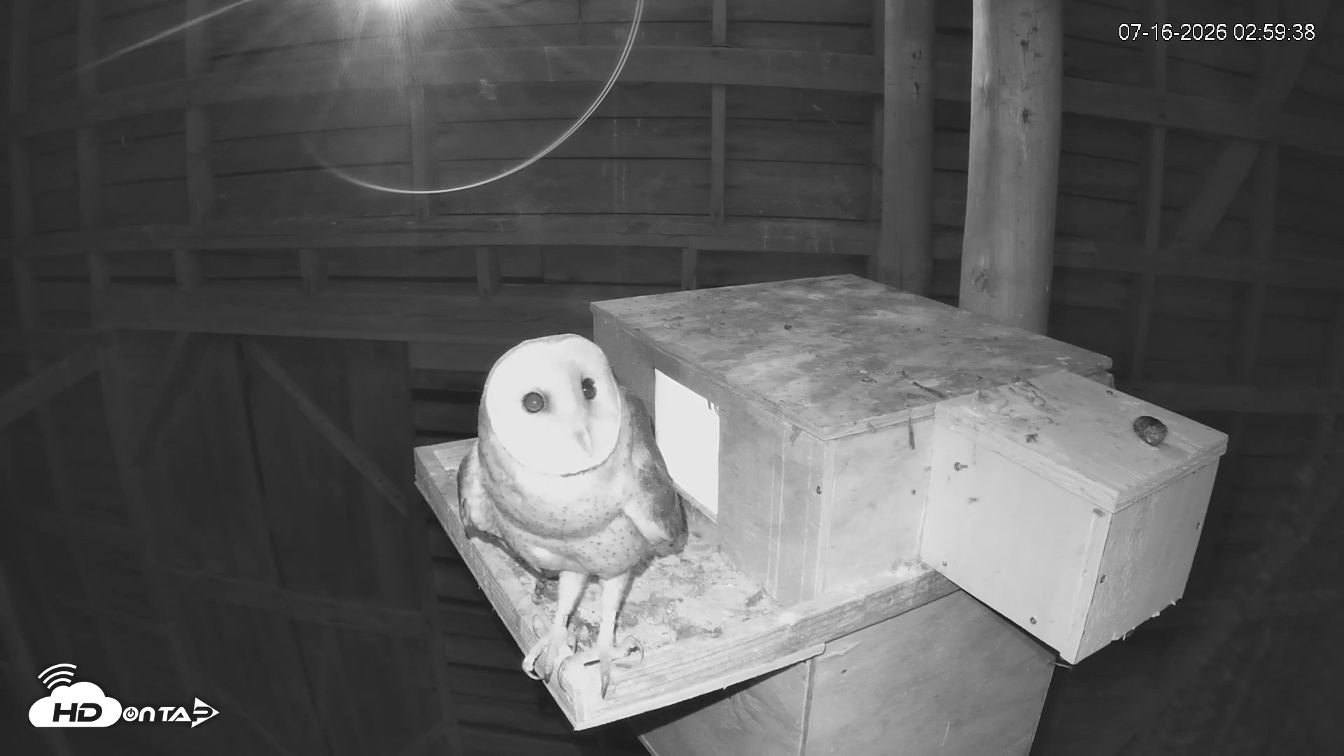 Snapshot of North Carolina Barn Owls Live Cam taken Jul 16, 2026, 3:00am EDT