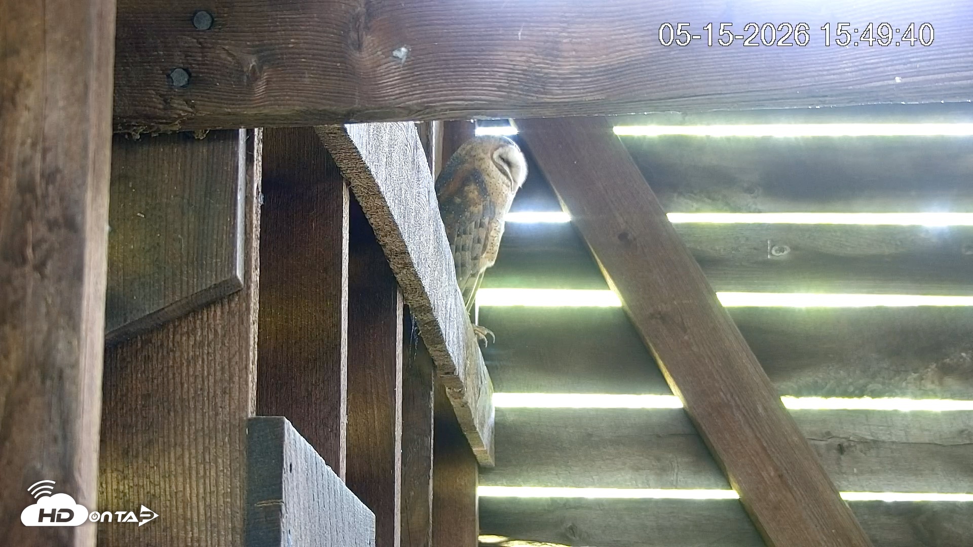 Snapshot of North Carolina Barn Owls Live Cam taken May 15, 2026, 3:50pm EDT