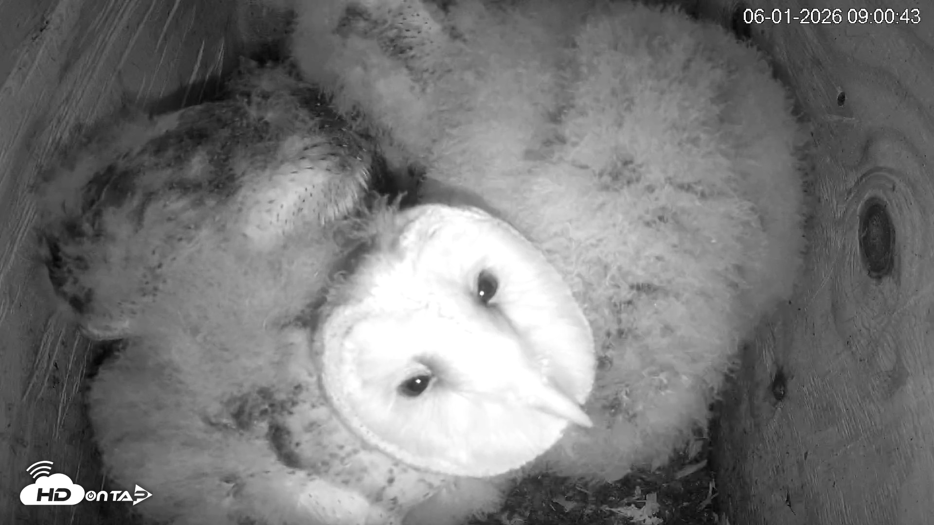 Snapshot of North Carolina Barn Owls Live Cam taken Jun 1, 2026, 9:01am EDT
