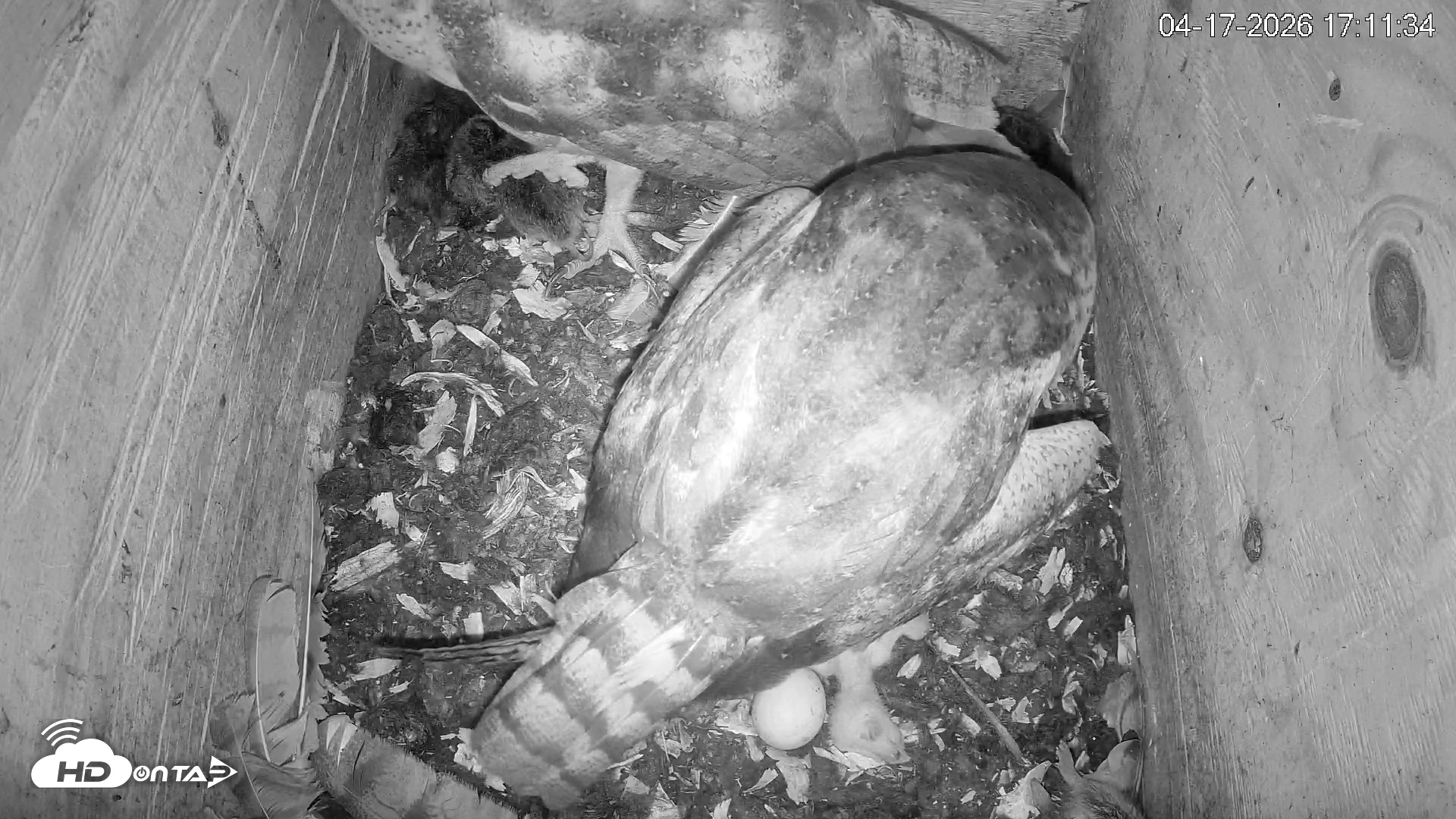 Snapshot of North Carolina Barn Owls Live Cam taken Apr 17, 2026, 5:12pm EDT