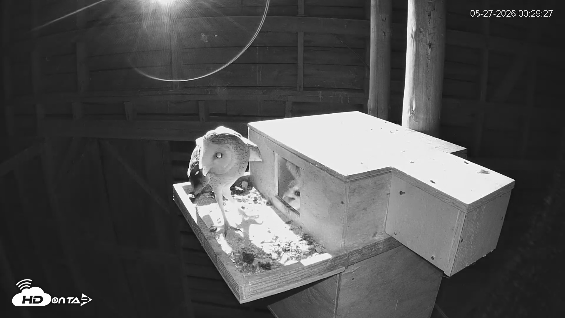 Snapshot of North Carolina Barn Owls Live Cam taken May 27, 2026, 12:31am EDT