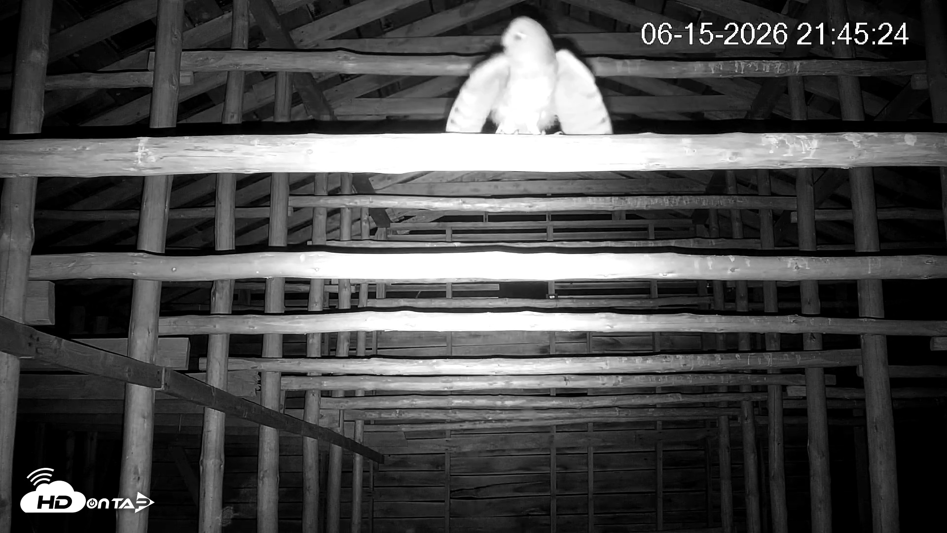 Snapshot of North Carolina Barn Owls Live Cam taken Jun 15, 2026, 9:46pm EDT