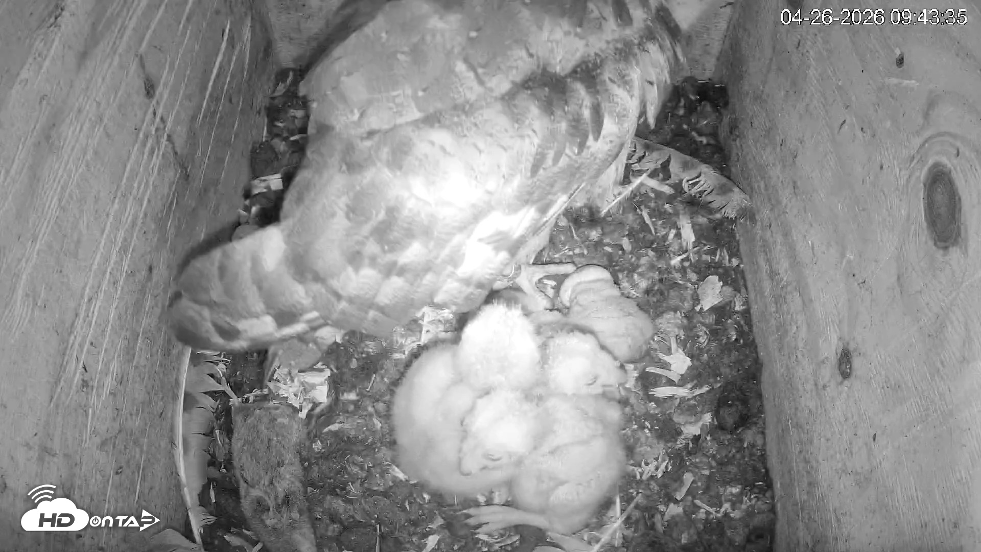Snapshot of North Carolina Barn Owls Live Cam taken Apr 26, 2026, 9:44am EDT
