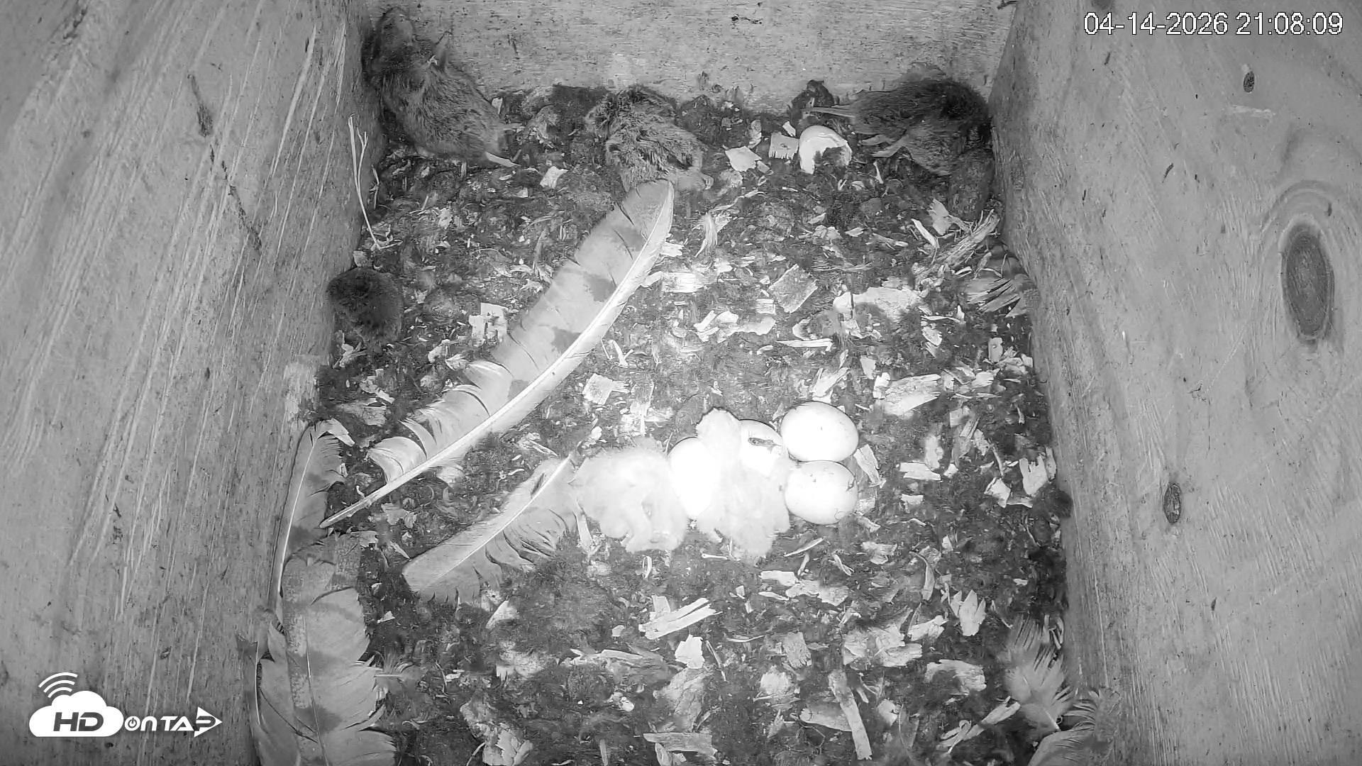 Snapshot of North Carolina Barn Owls Live Cam taken Apr 14, 2026, 9:08pm EDT