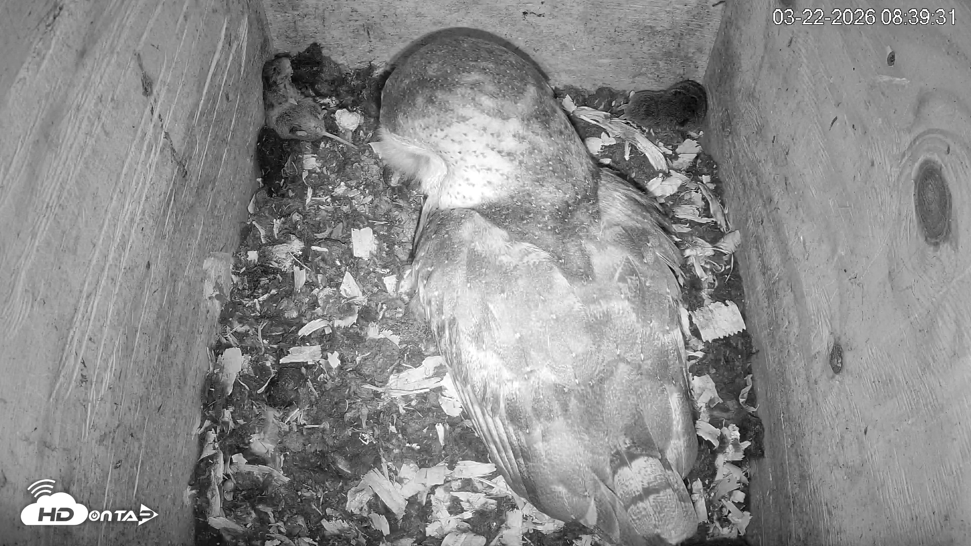 Snapshot of North Carolina Barn Owls Live Cam taken Mar 22, 2026, 8:40am EDT