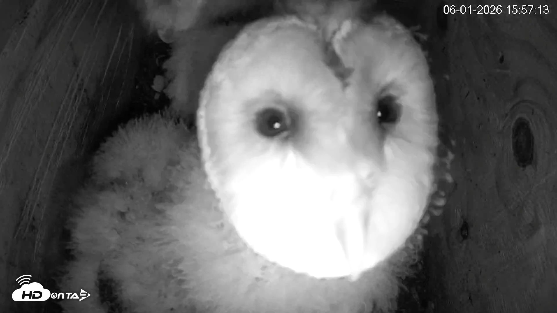 Snapshot of North Carolina Barn Owls Live Cam taken Jun 1, 2026, 3:58pm EDT