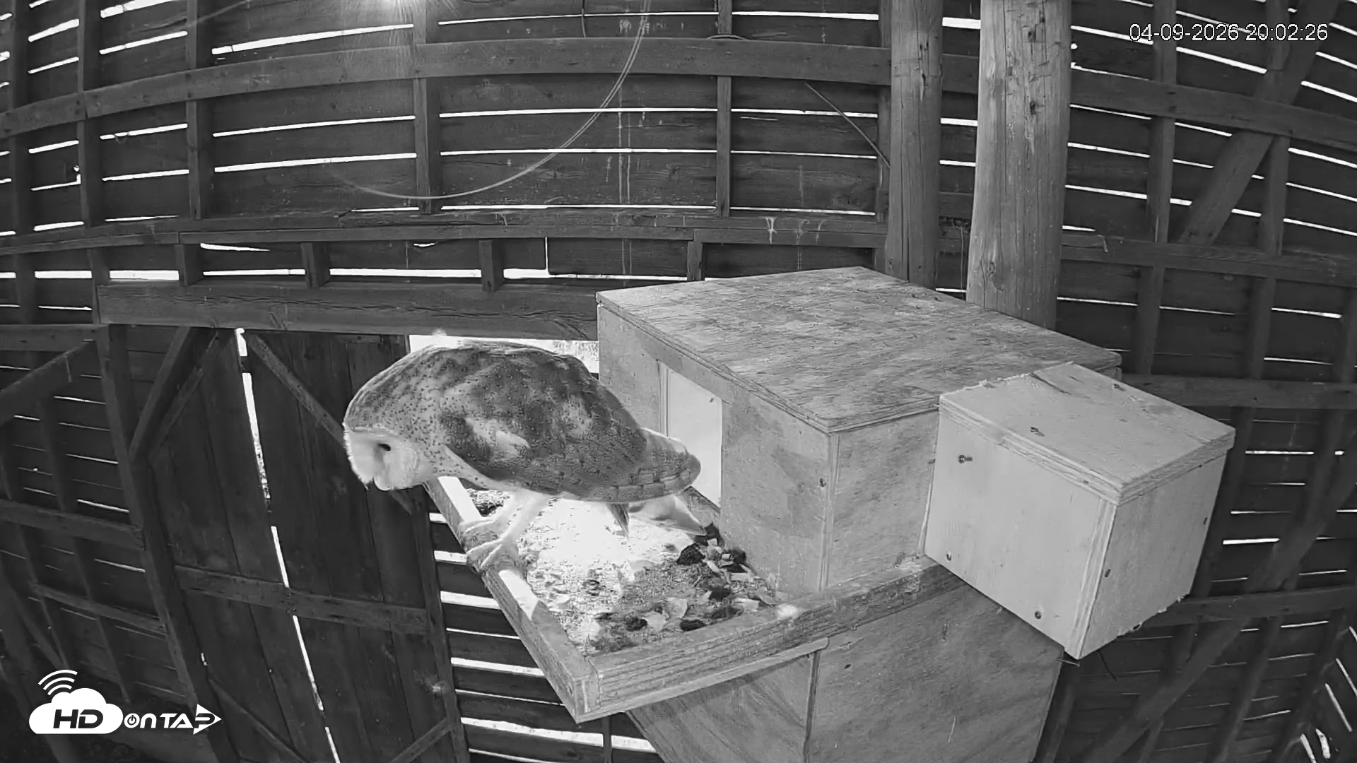 Snapshot of North Carolina Barn Owls Live Cam taken Apr 9, 2026, 8:03pm EDT